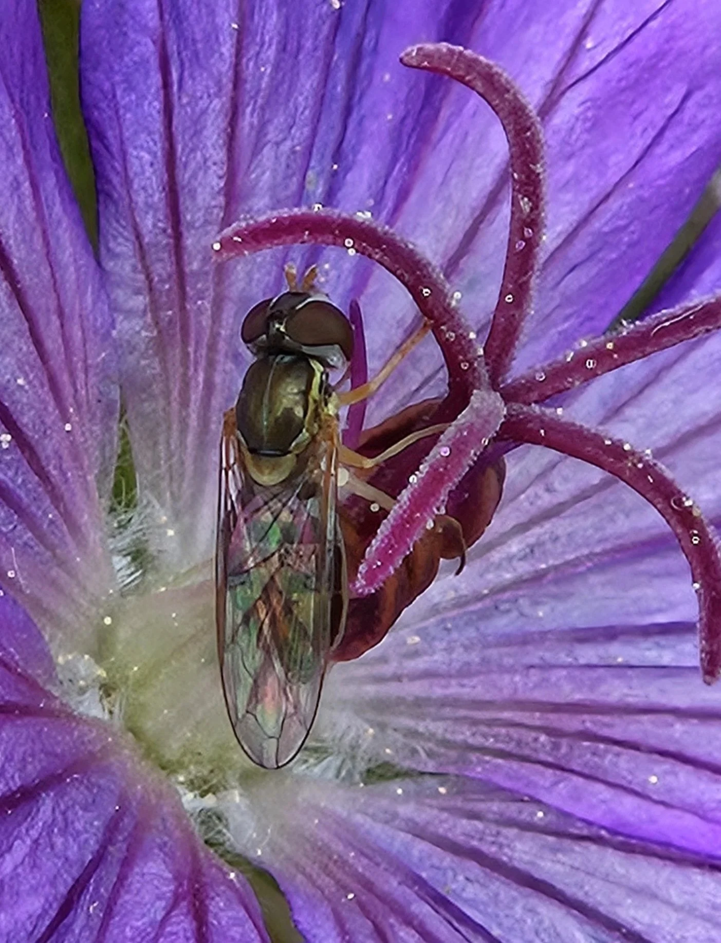 Close-up of a purple flower with a small fly resting on its petals.