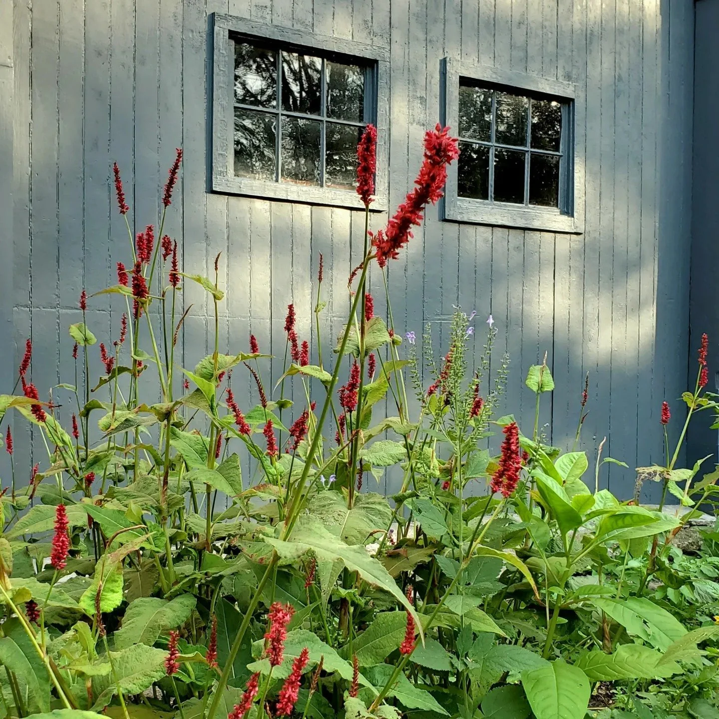 Red and purple flowering plants growing in front of a light blue wooden building with two rectangular windows.