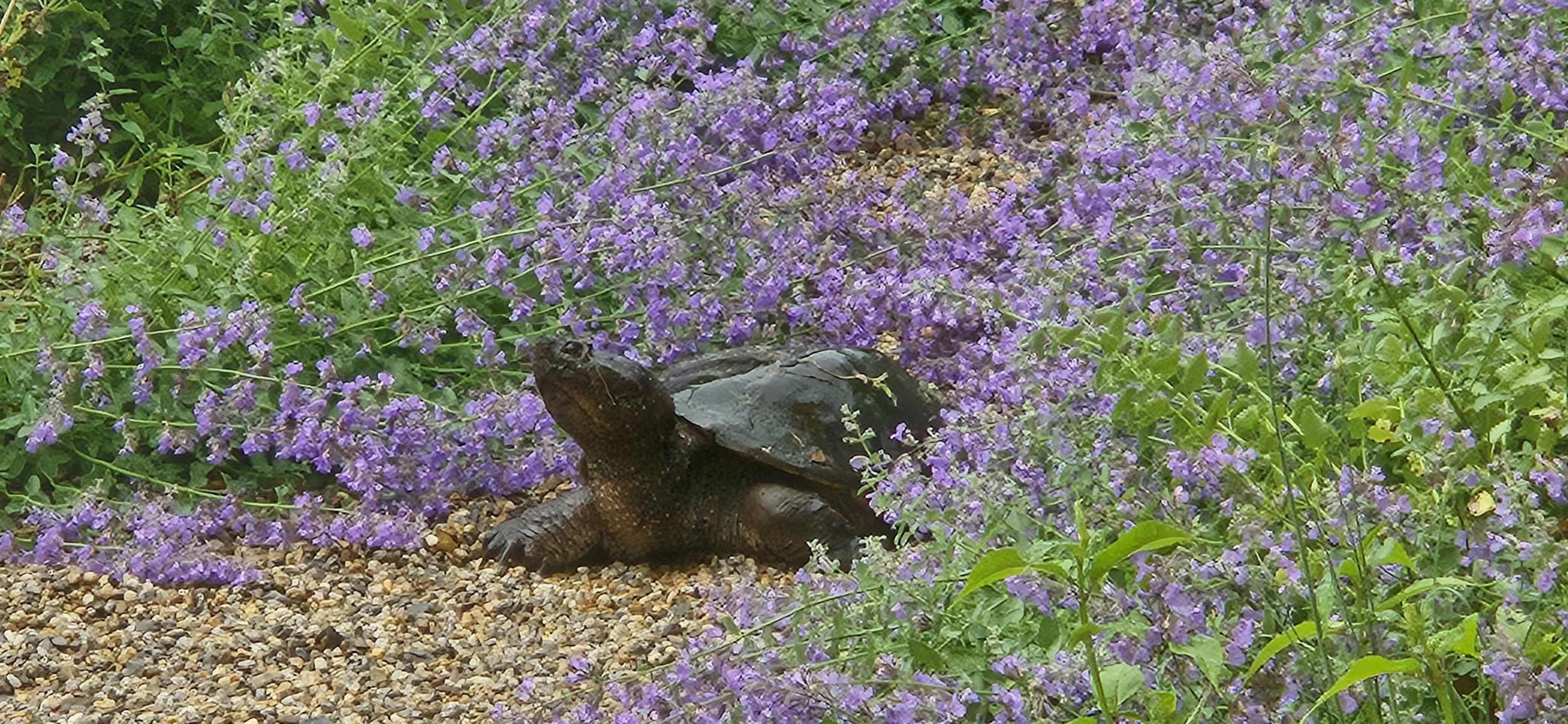A turtle resting on a gravel and purple flowering ground cover, surrounded by green foliage.
