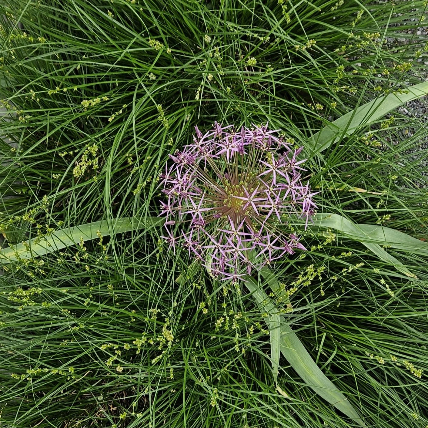 Purple spherical flower with star-shaped petals surrounded by green grass and foliage.