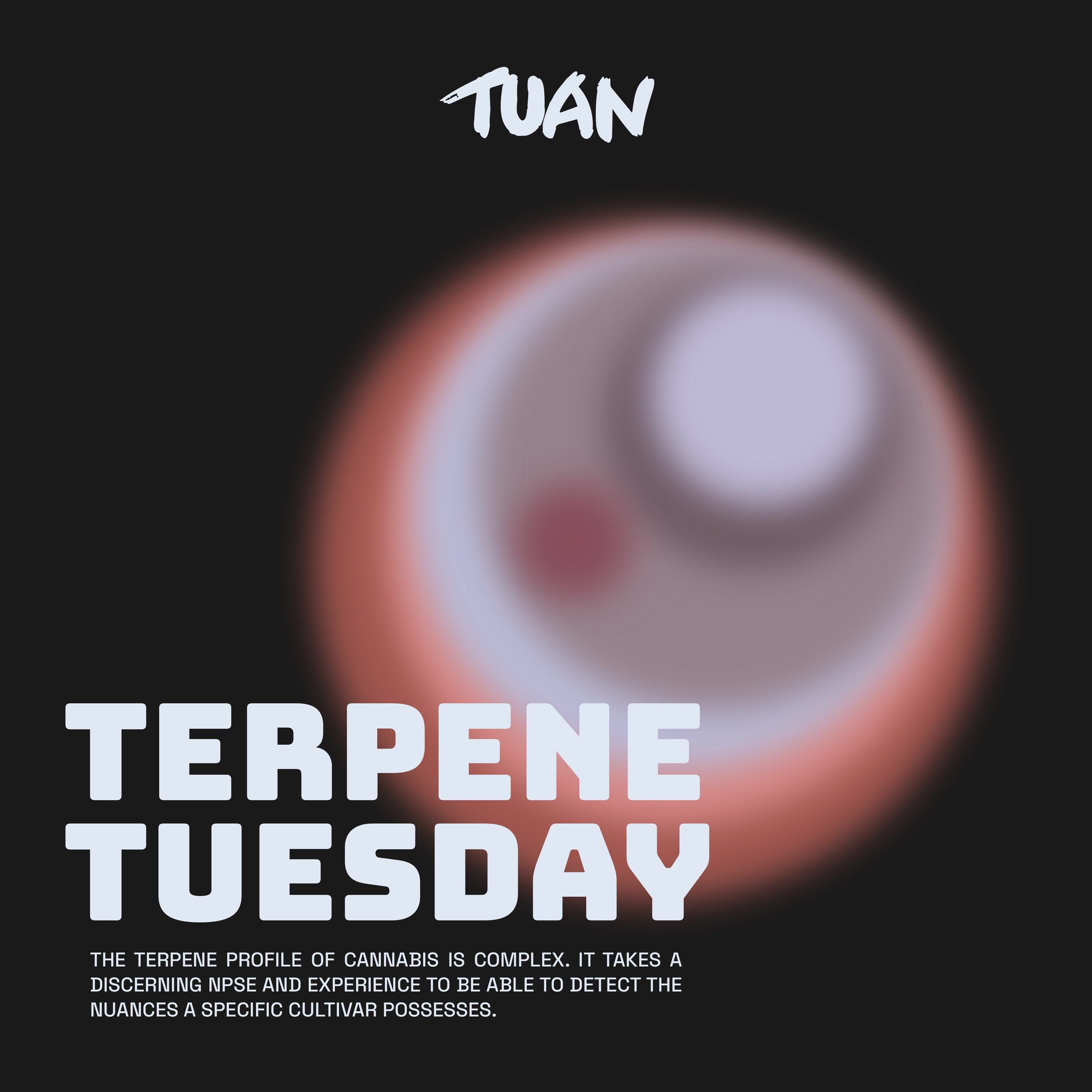 🔬 TERPENE TUESDAY // HUMULENE DOSSIER // TUAN RESEARCH DIVISION

Classification: Previously mistaken for a simple botanical compound. Further investigation suggests otherwise.

This week&rsquo;s disclosure focuses on Humulene&mdash;a terpene frequen