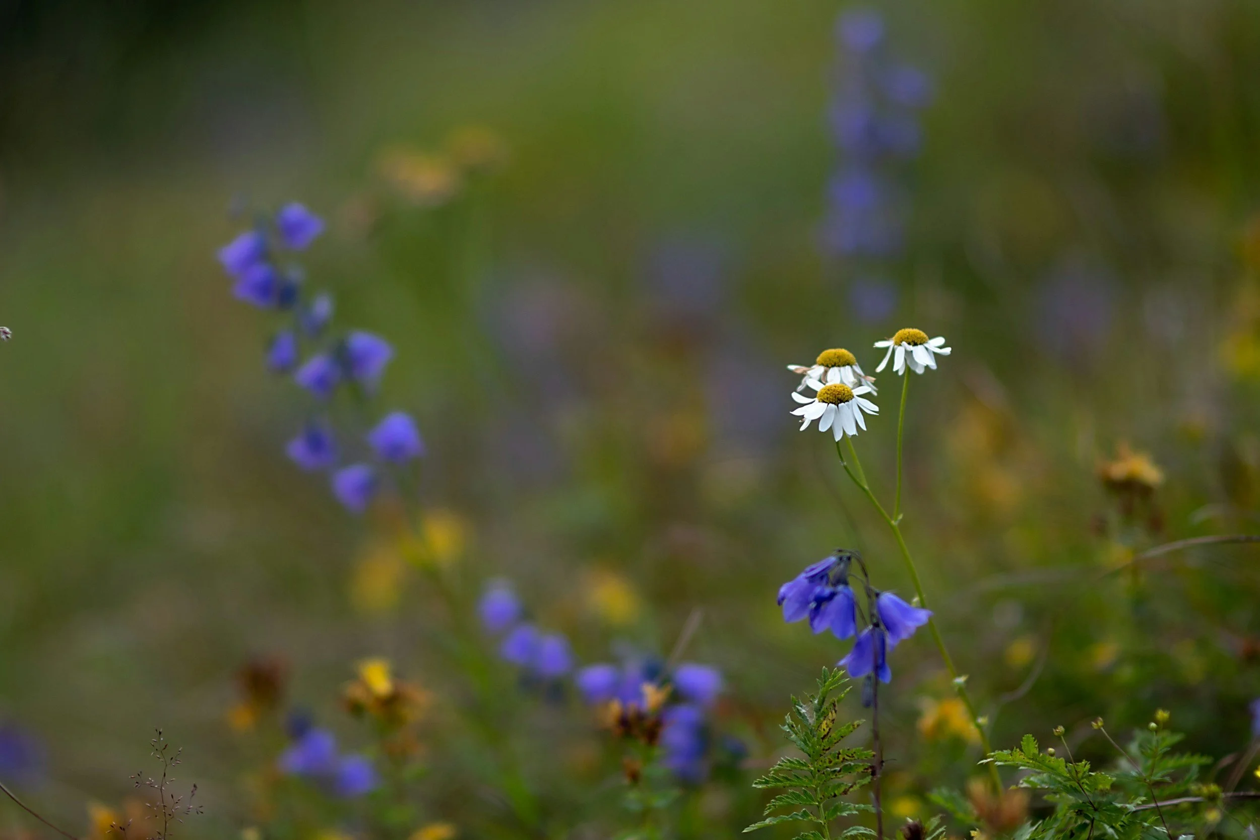 Close-up of white daisies and bluebells growing in a natural, green setting.