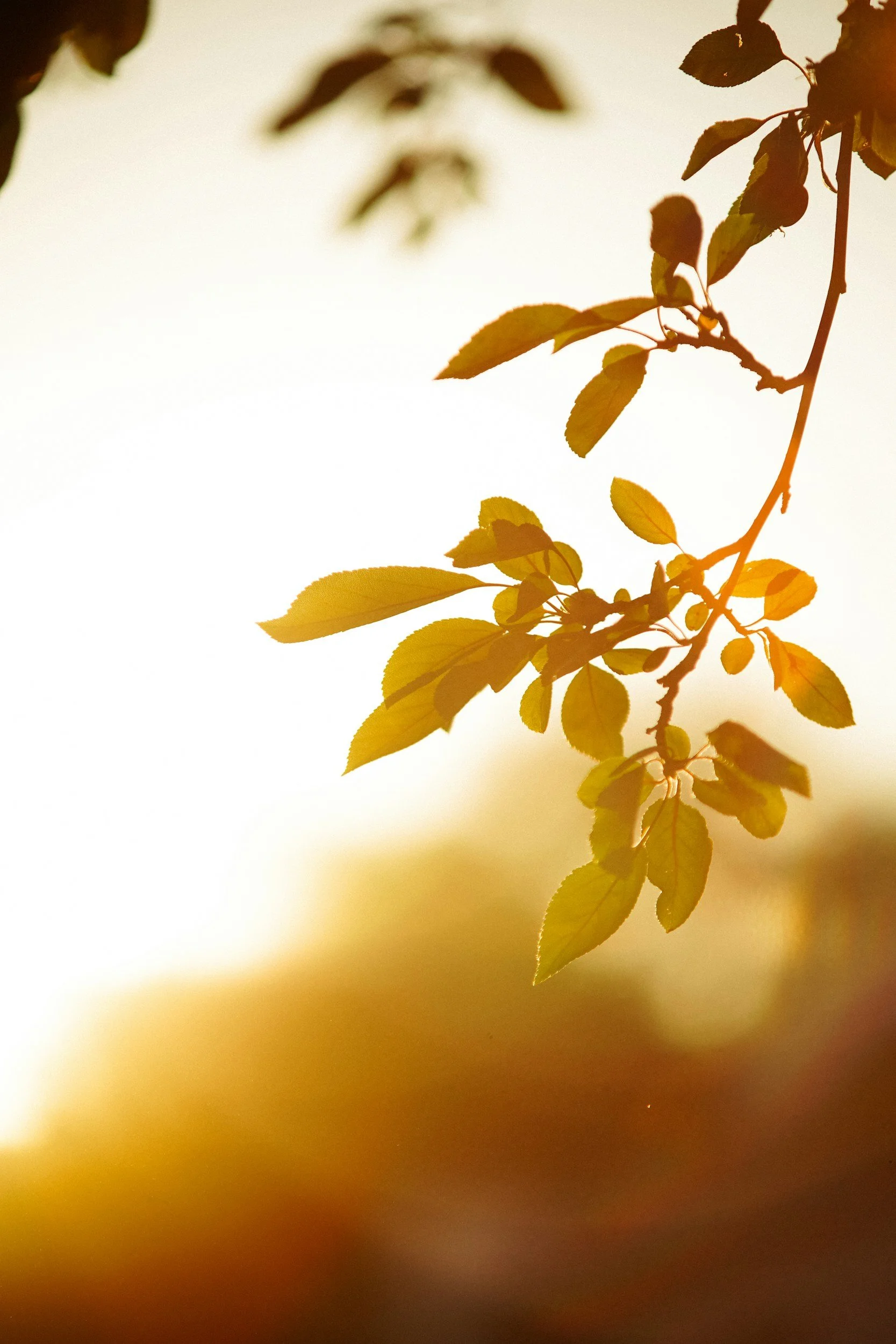 Close-up of tree branch with yellow-green leaves and buds, backlit by warm sunlight, creating a silhouette effect.