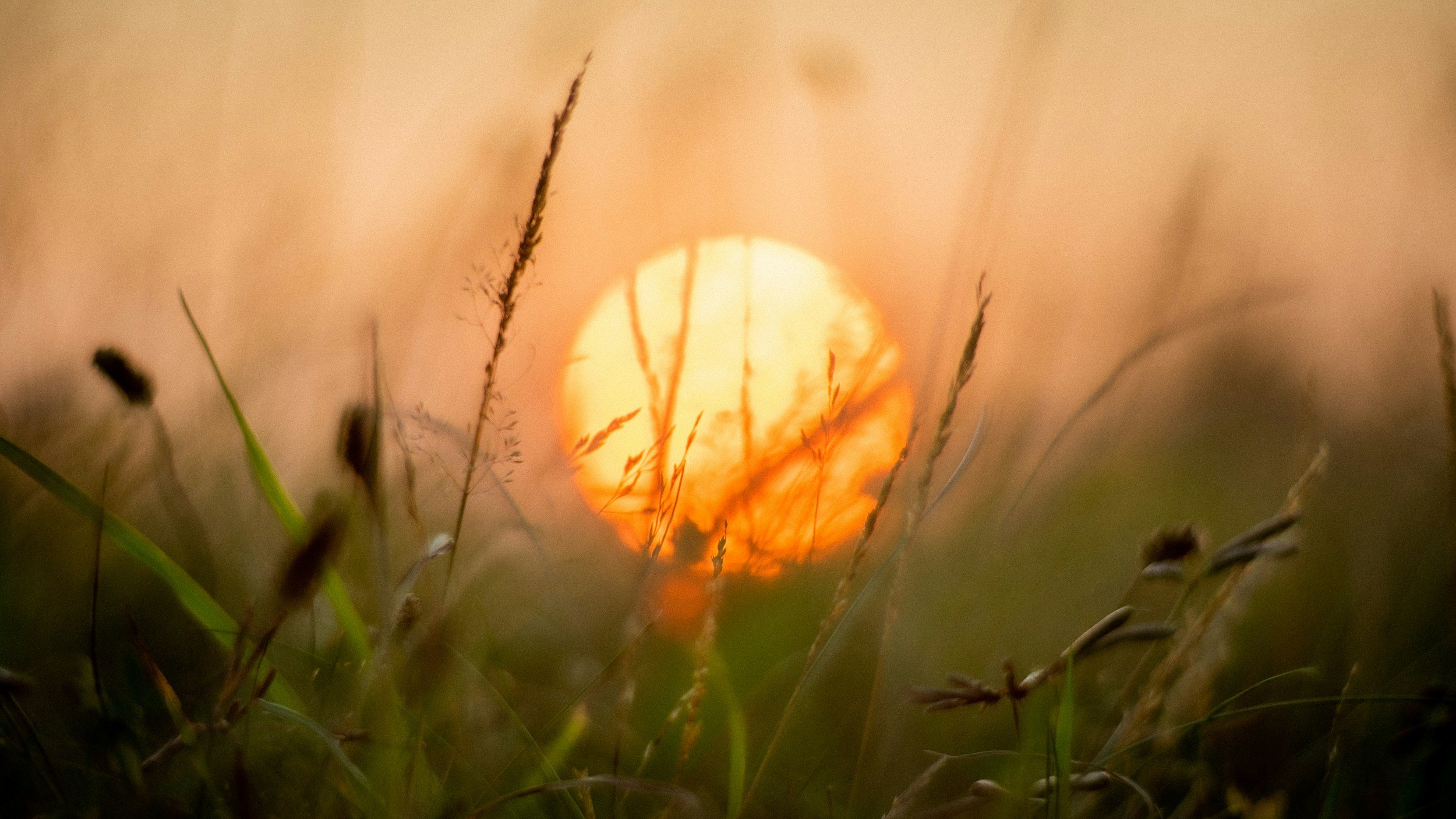 Close-up of the setting sun through tall grass at sunset.