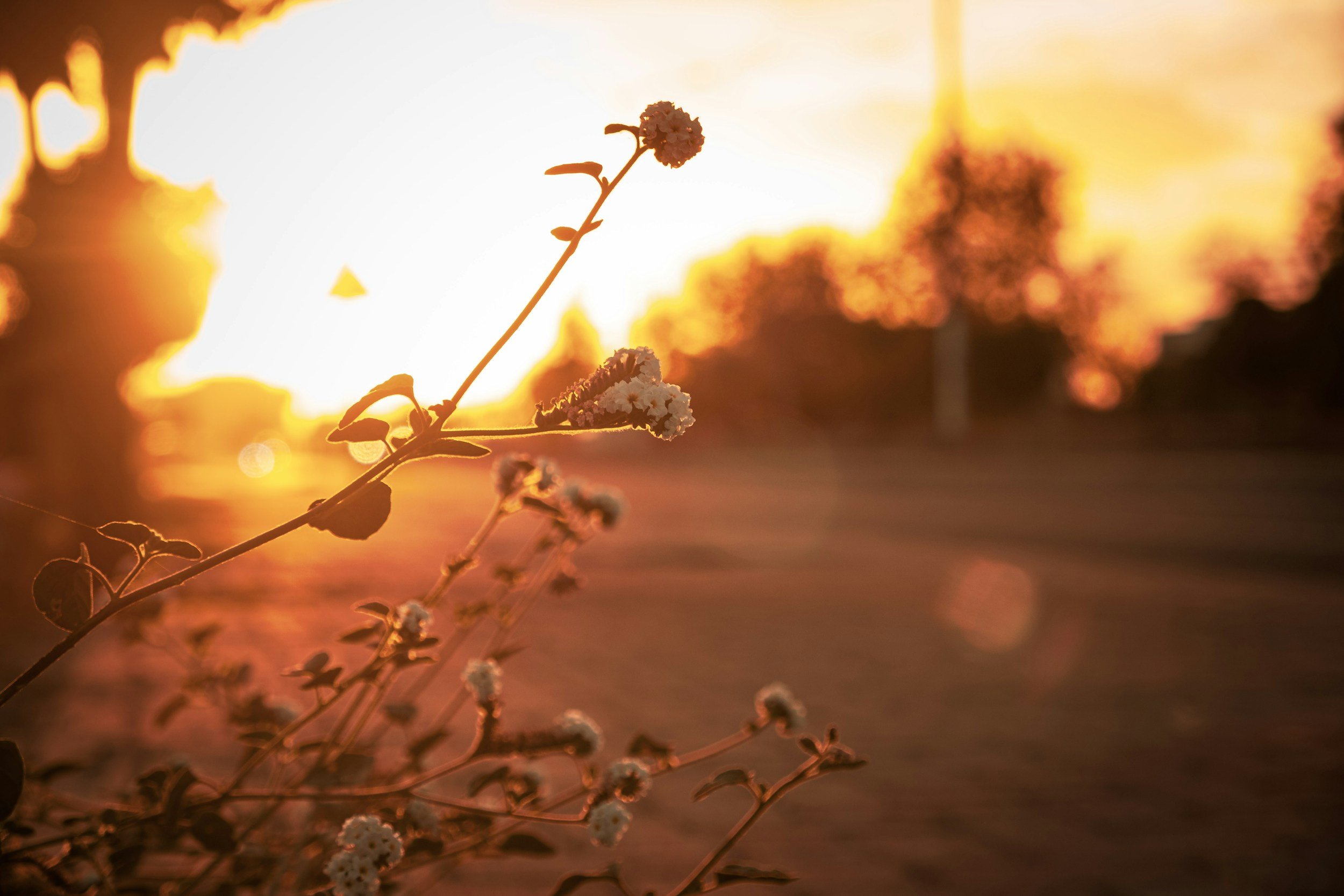 A close-up of small white flowers on a thin plant stem, backlit by a vivid orange sunset in the background, creating a warm glow and a bokeh effect.