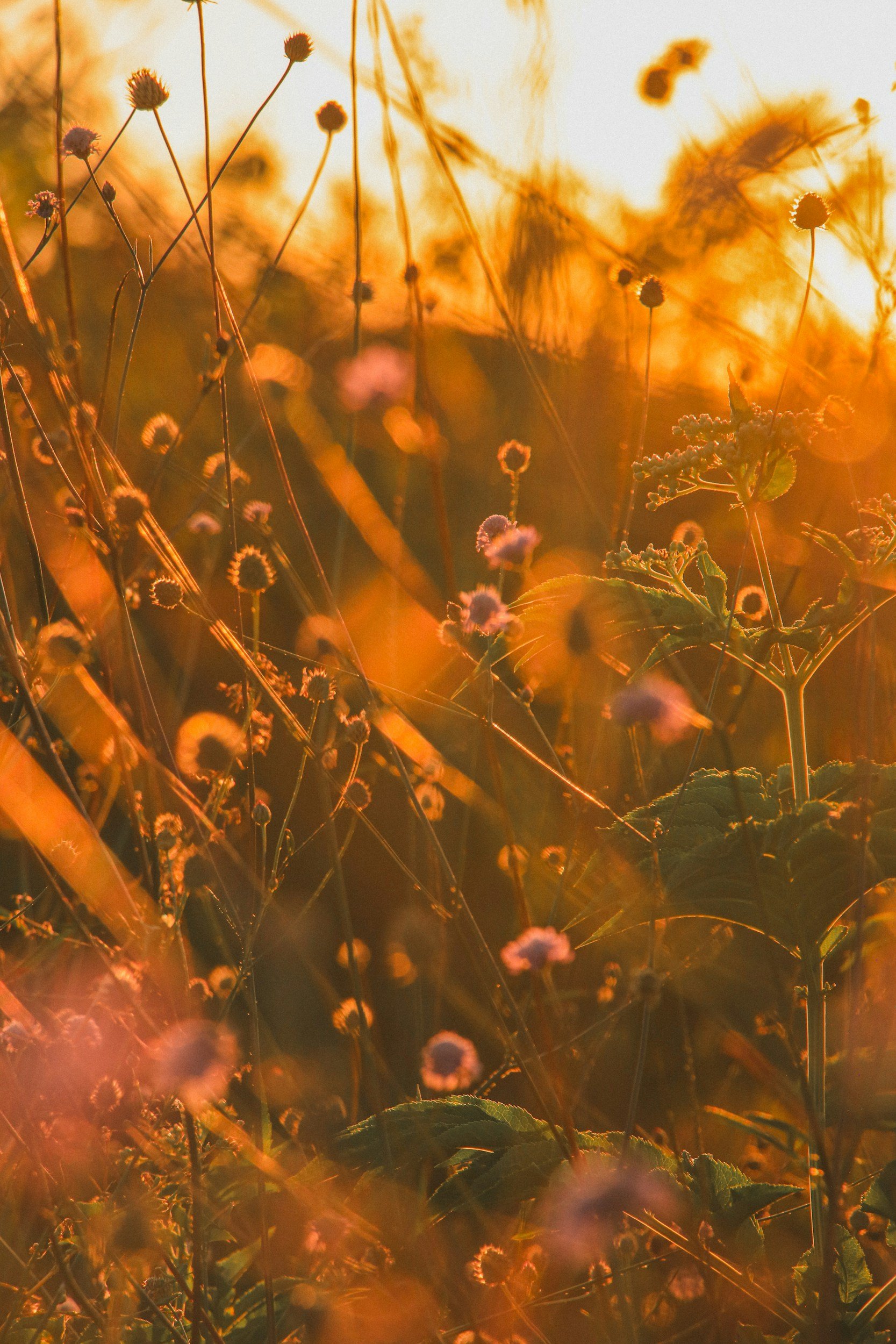 Field of wildflowers and plants illuminated by warm, golden sunset light, with a blurred background of sky in soft orange hues.