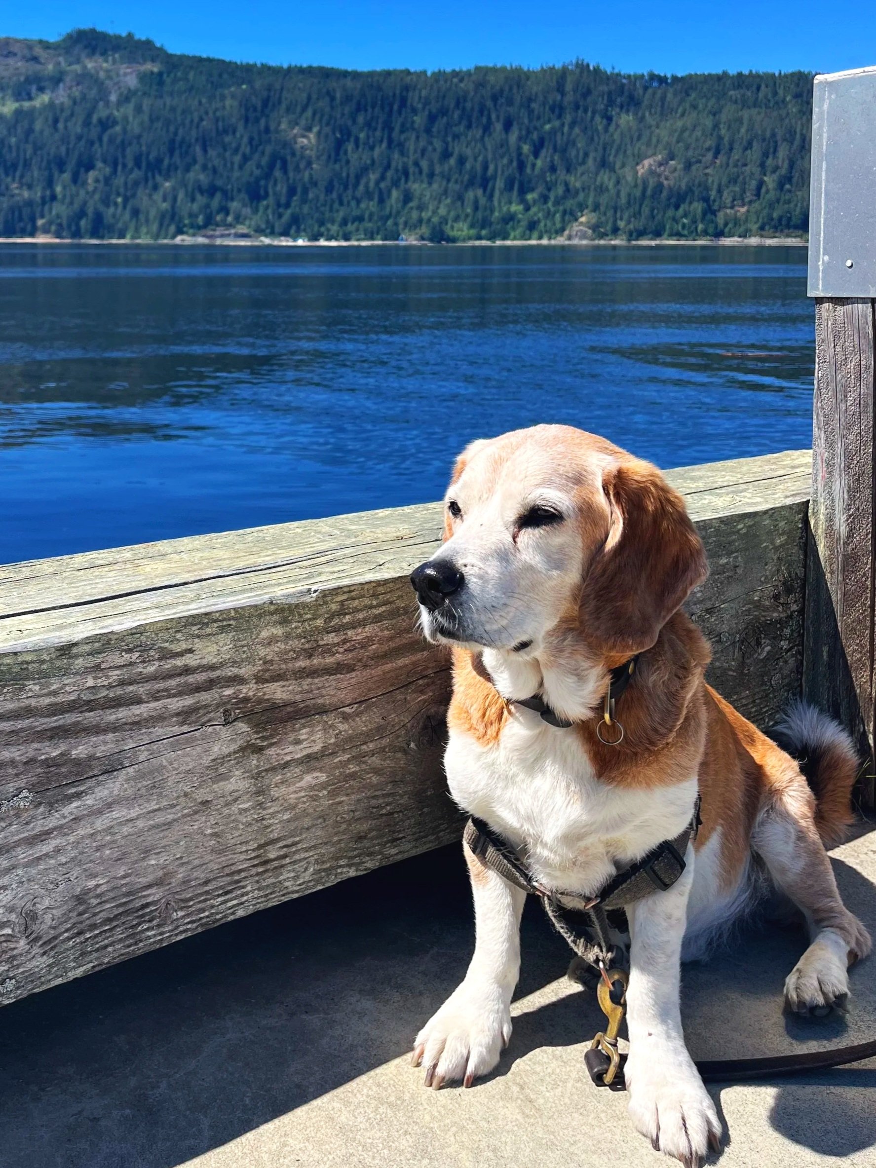 A beagle dog sitting on a concrete surface near a wooden pier with a body of water and green forested hills in the background.