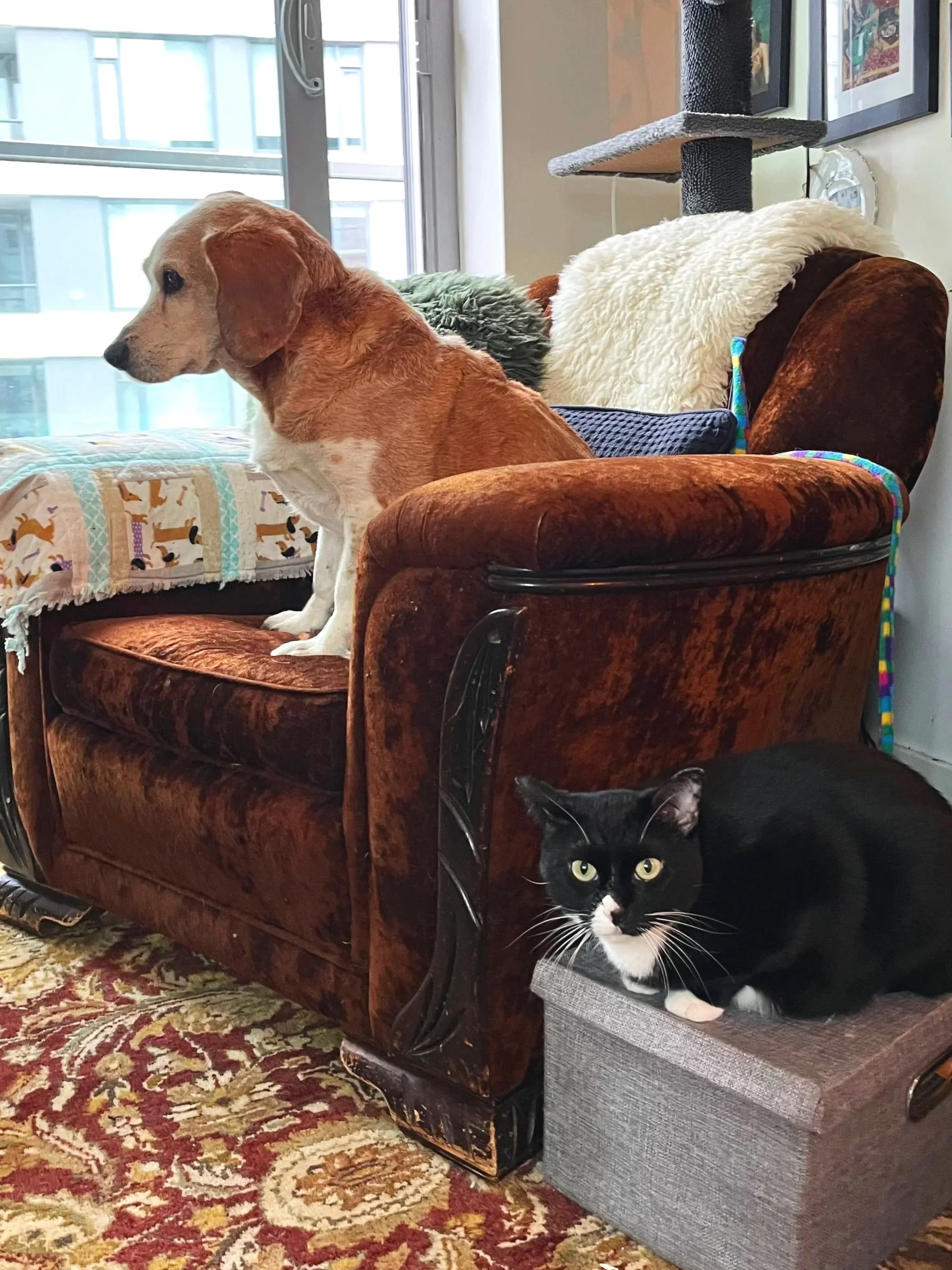 A black and white cat sitting on a gray ottoman underneath a brown chair, with a ginger and white dog sitting on the arm of a vintage brown velvet sofa, and a gray and white cat partially visible underneath the sofa. In the background, there is a window, a cat tree, and framed pictures on the wall.