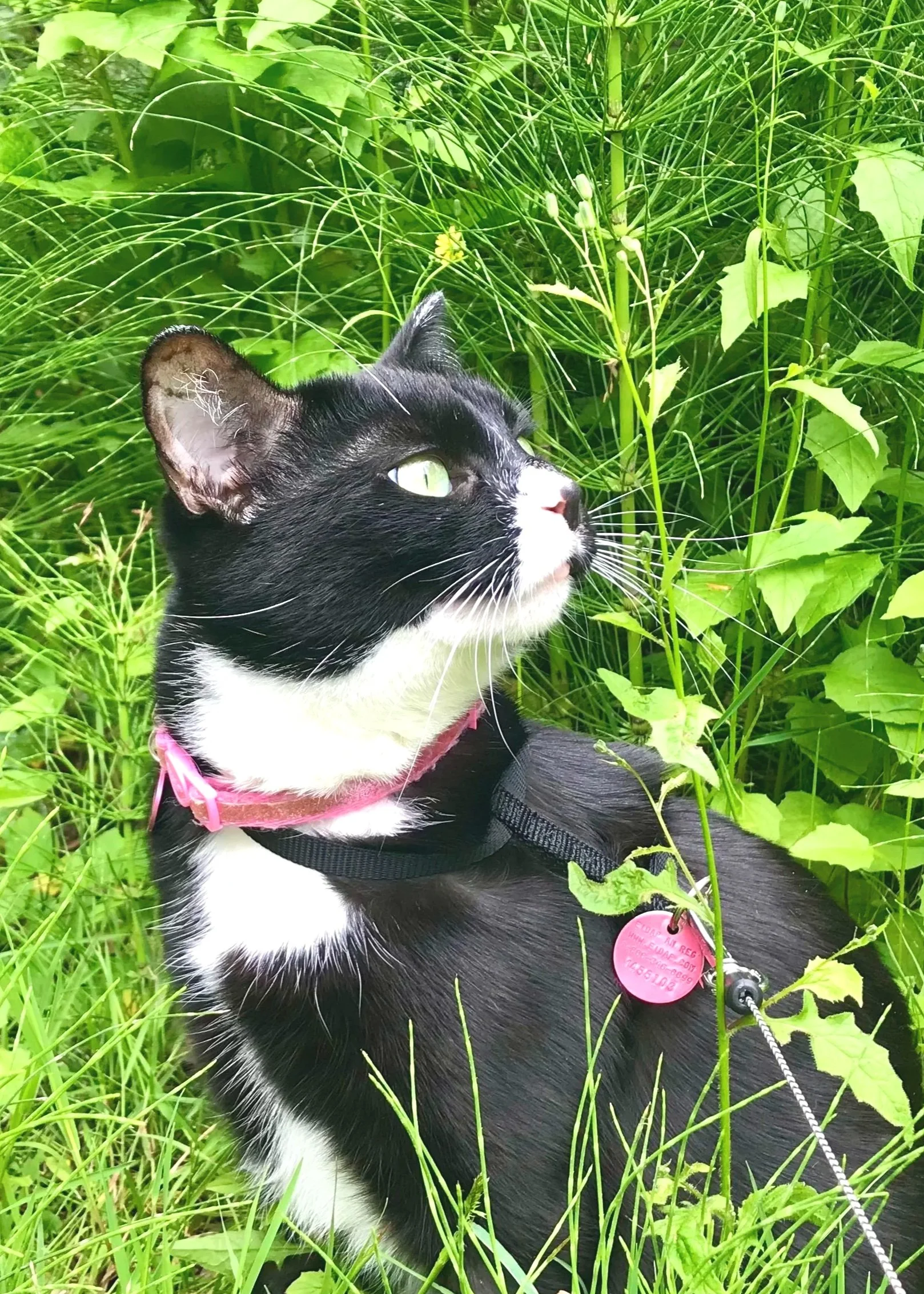 Black and white cat with green eyes sitting amidst tall green grass and plants, wearing a pink collar with a pink tag and a harness.