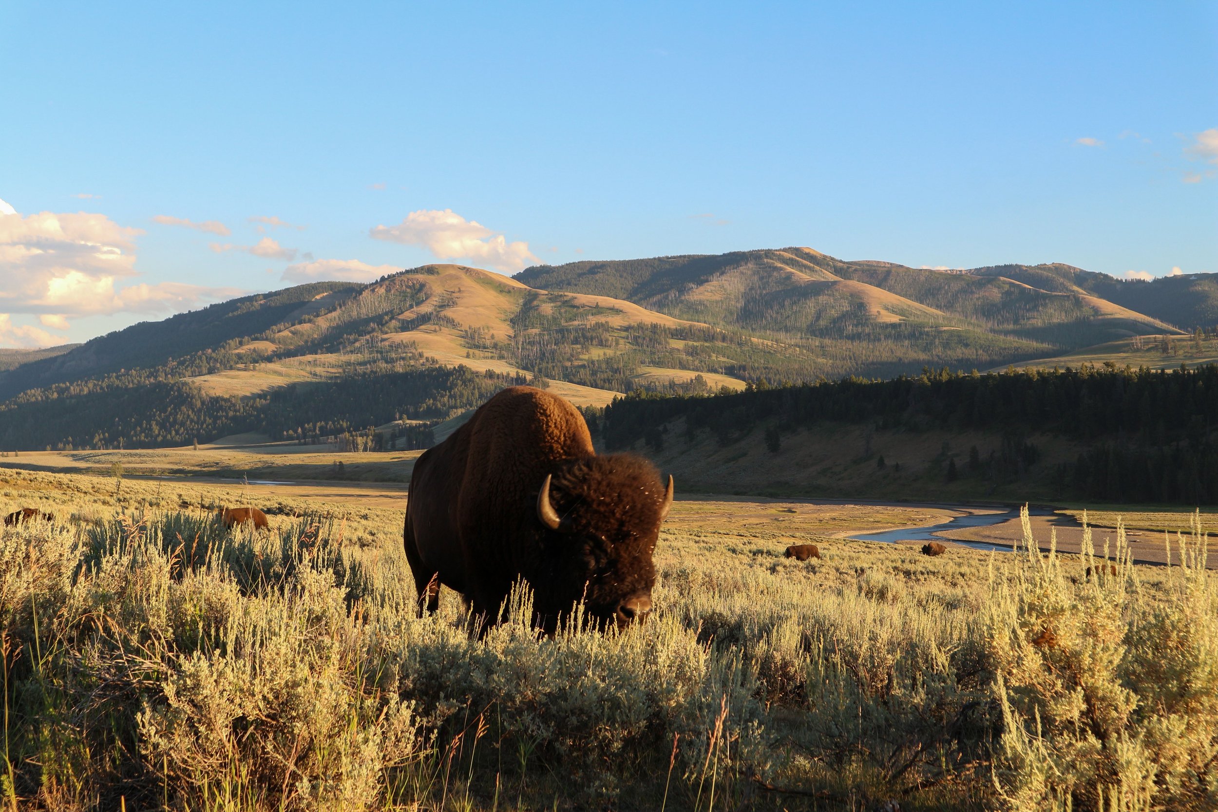 american bison.jpg