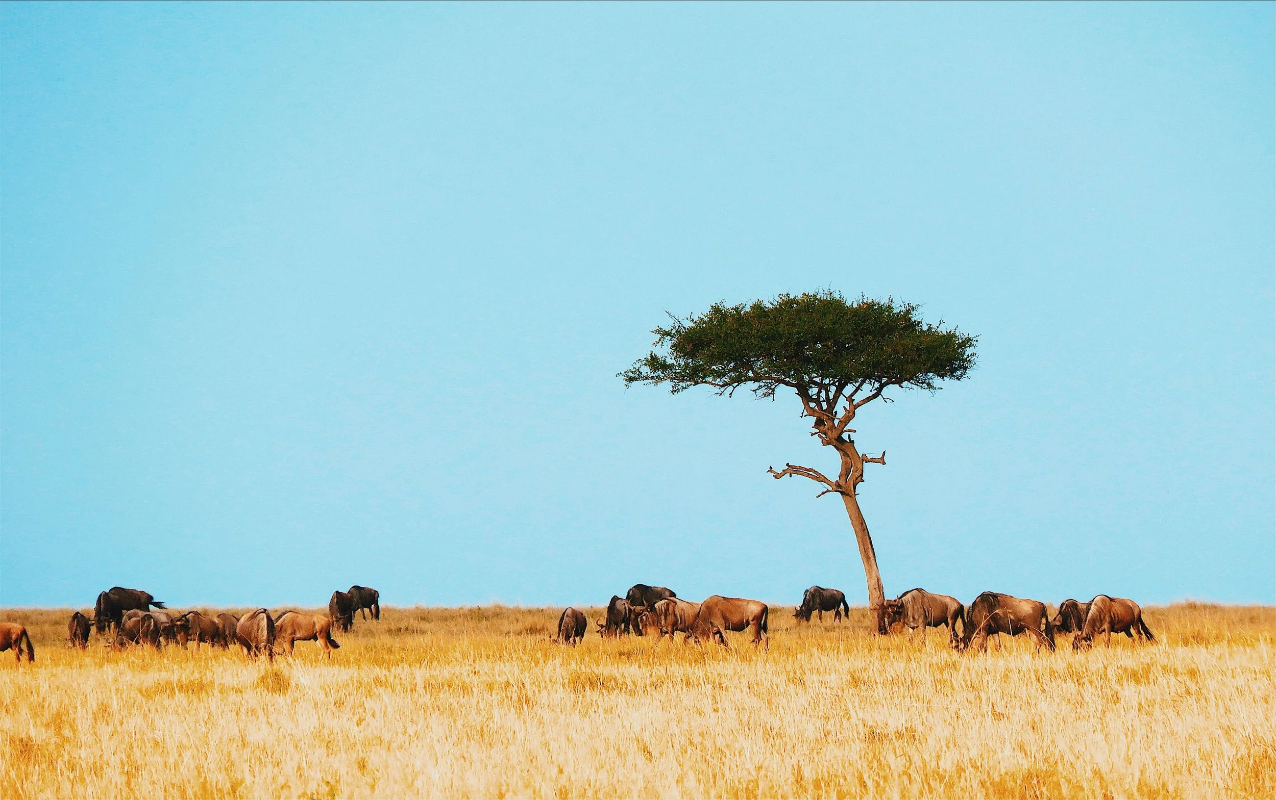 savannah background .jpg