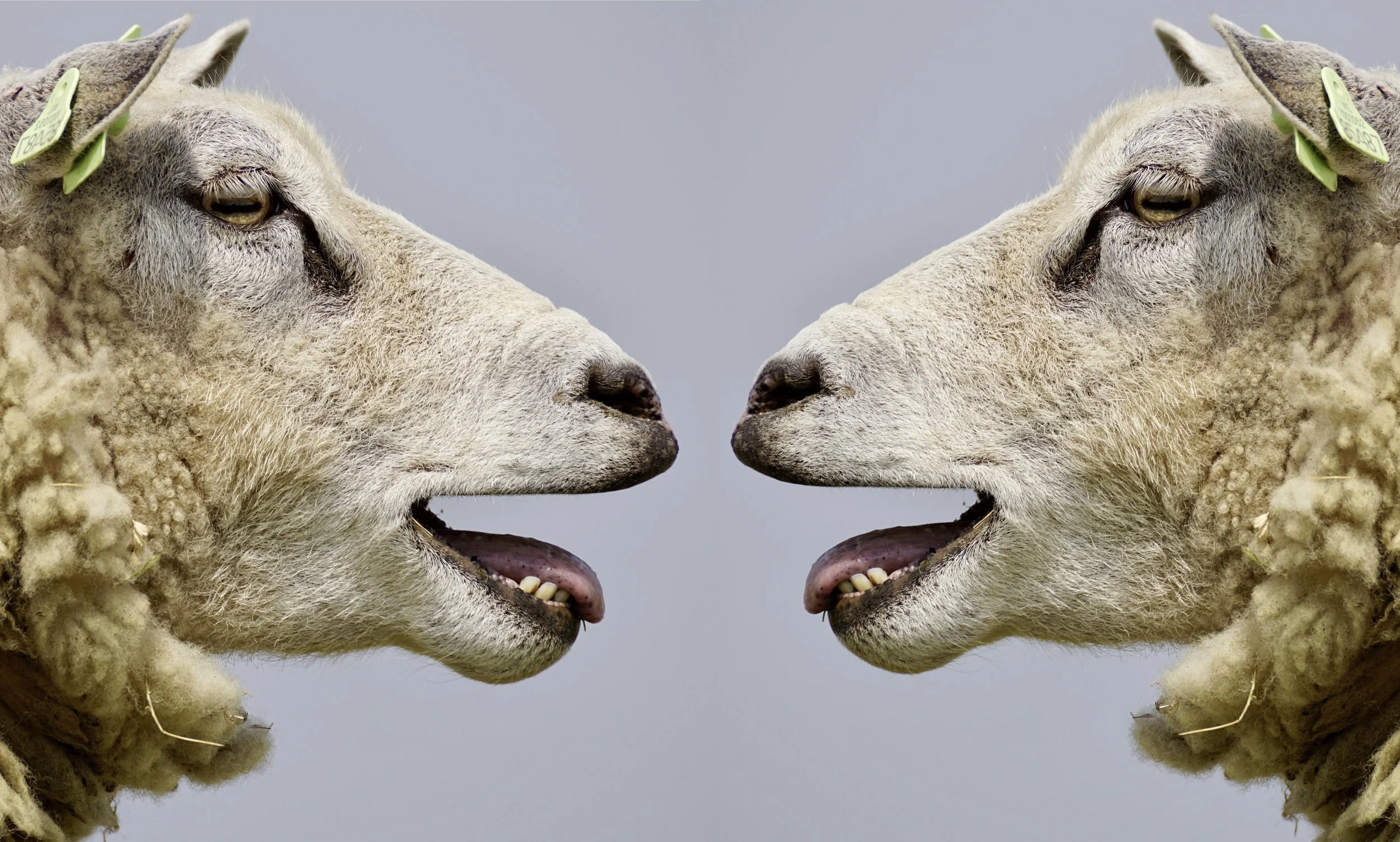 Two animals talking to each other.