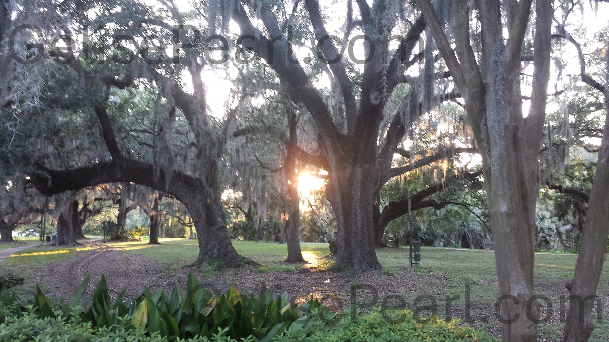A park with large, old oak trees with hanging Spanish moss and sunlight filtering through the branches, with a grassy area and a dirt path in the foreground at City Park in New Orleans.