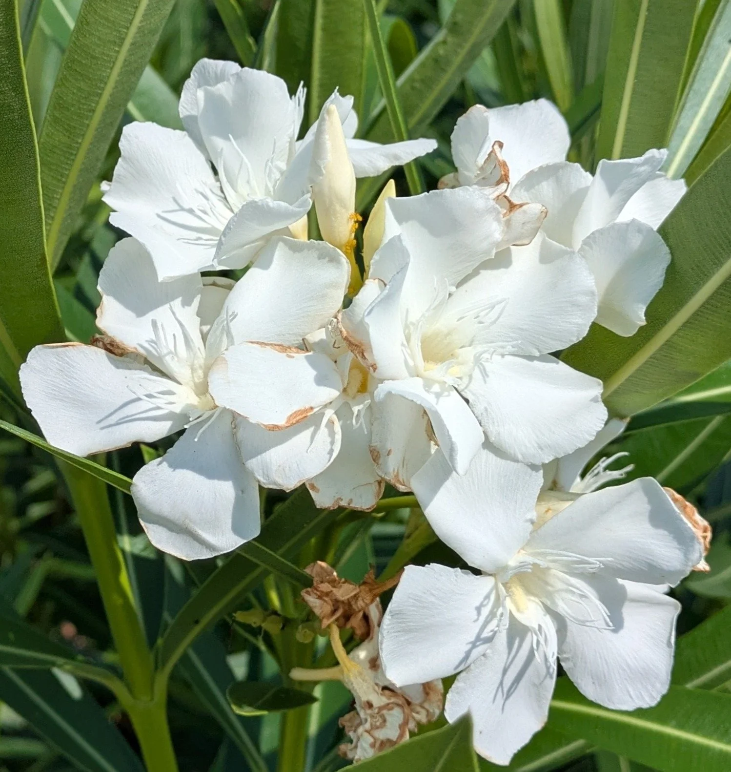 Close-up of white oleander flowers with green leaves in the background.