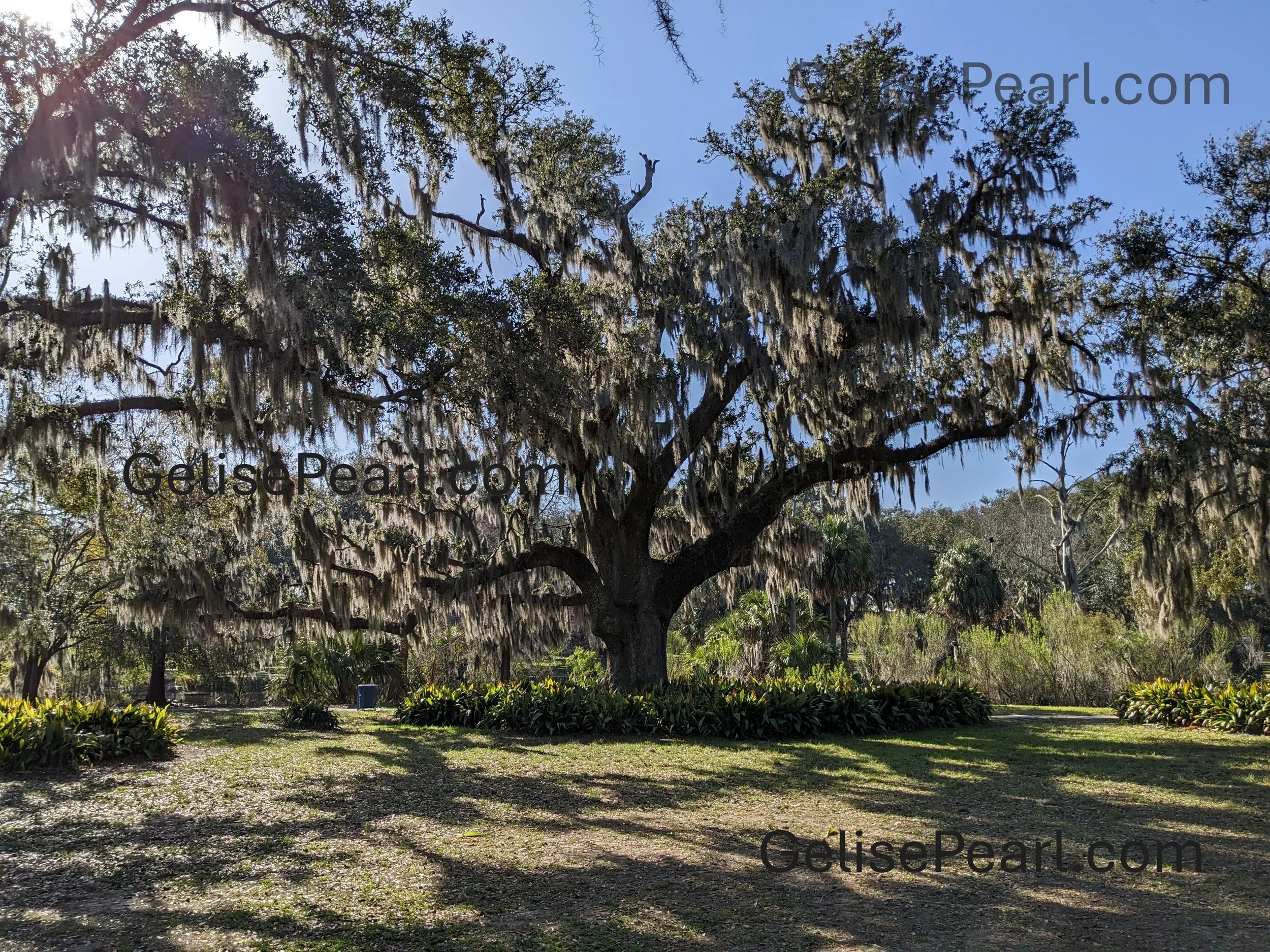 A large tree with Spanish moss hanging from its branches in a park or garden setting, with green grass and shrubbery in the foreground, and a bright blue sky in the background at City Park in New Orleans.