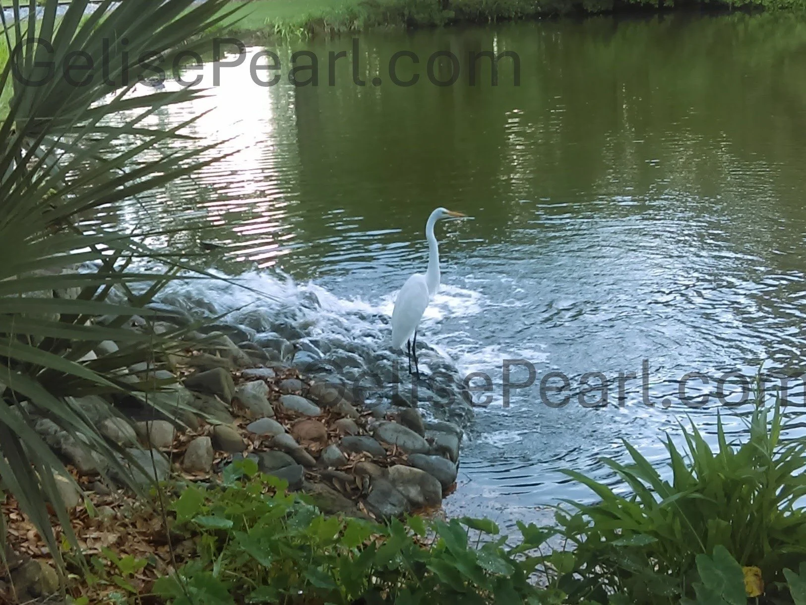A white heron stands at the edge of a river, surrounded by rocks and greenery, with water ripples around it at City Park in New Orleans.