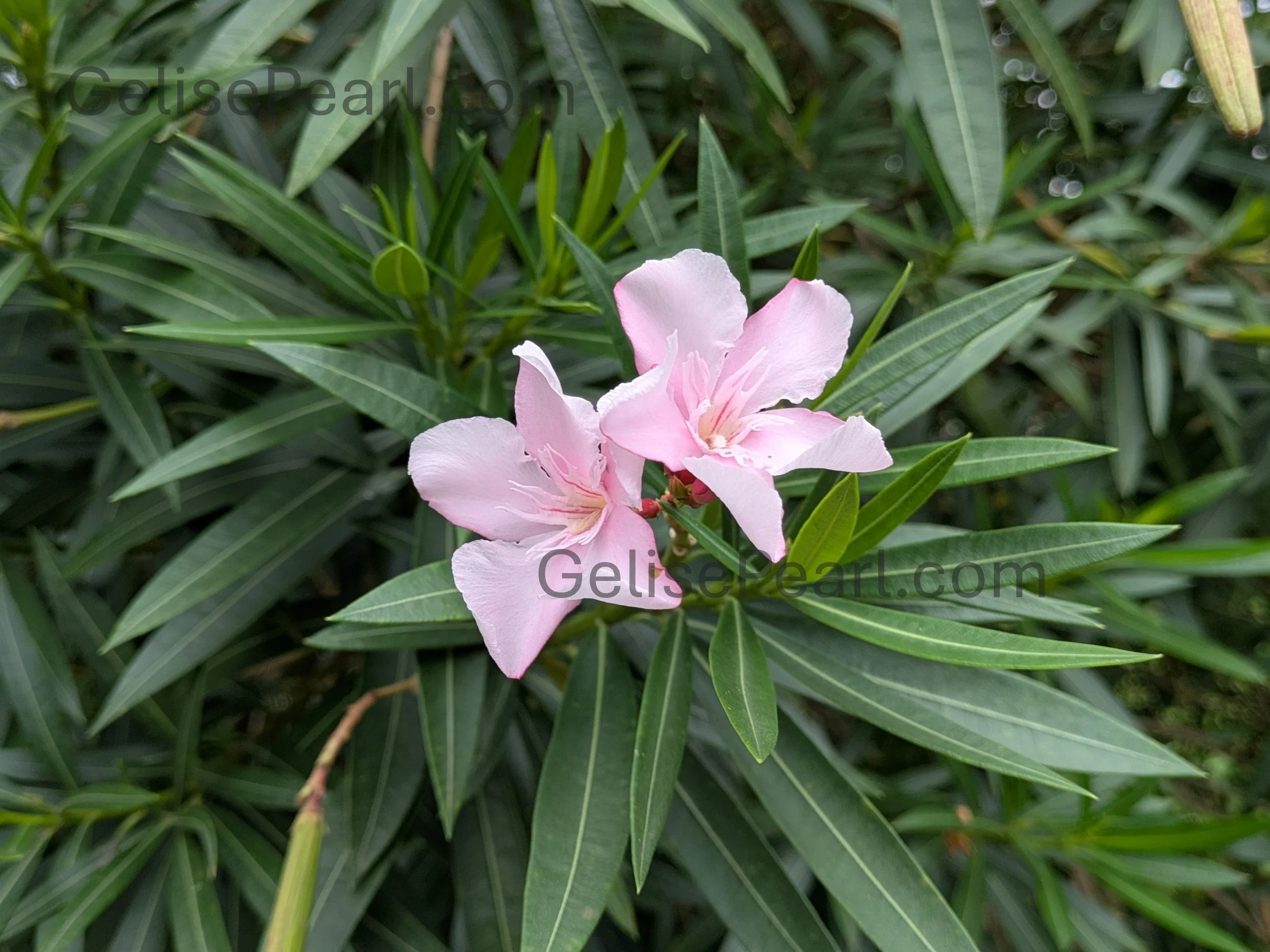Pink flowering plant with long green leaves in Lakeview, New Orleans