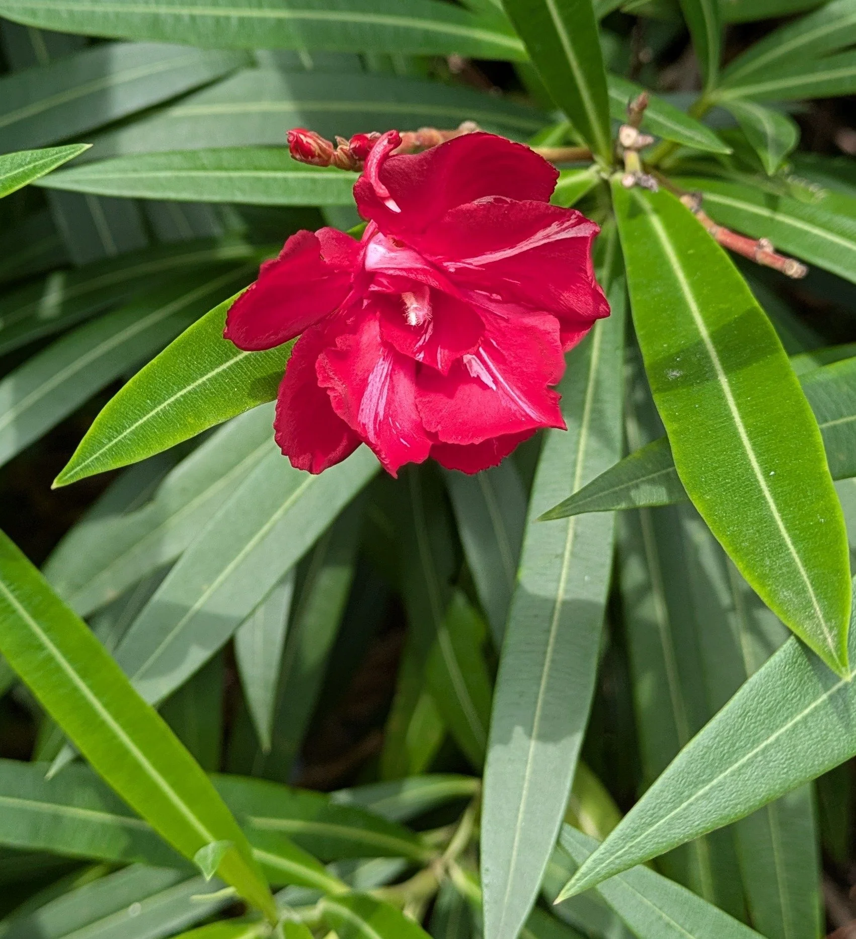 Close-up of a red flower with glossy green leaves in the background.