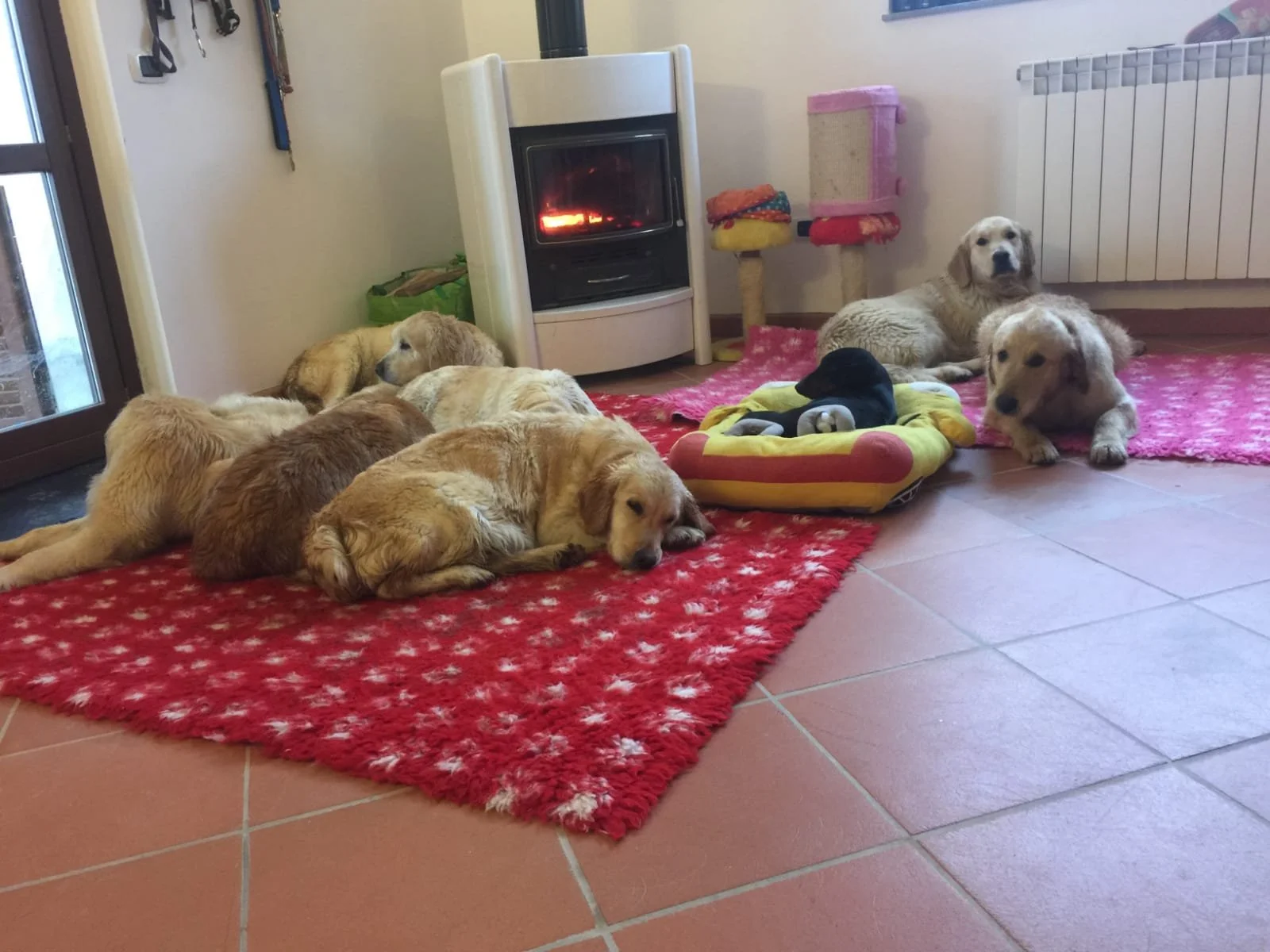 Nove cuccioli di cane dorati e due giovani cani che dormono su un tappeto rosso in casa, con una zona riscaldante e giocattoli.
