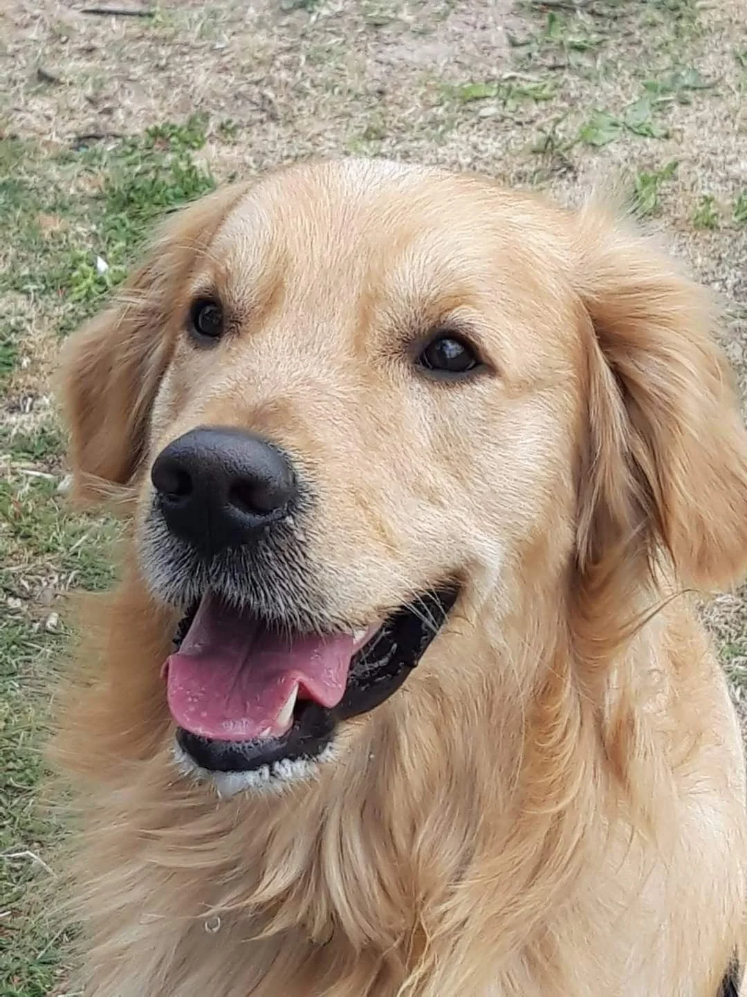 Cane di razza Golden Retriever con pelo dorato in un'area naturale.