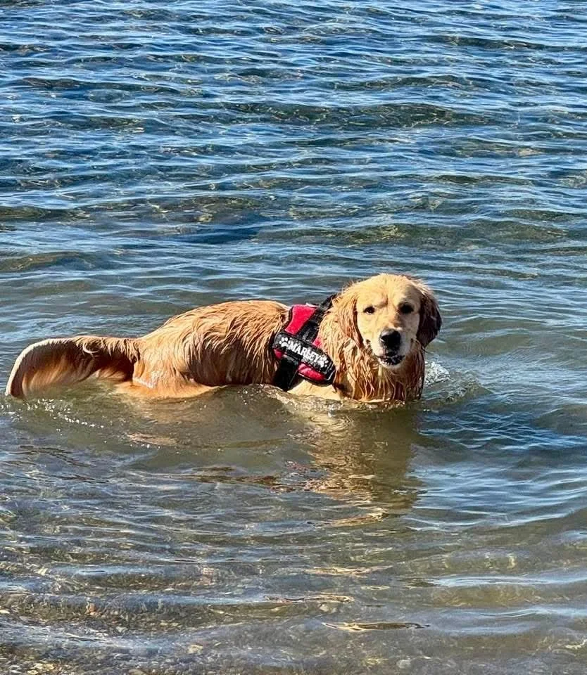 Un cane dorato, probabilmente un golden retriever, nuota nell'acqua. Indossa un collare rosso e un'imbracatura.