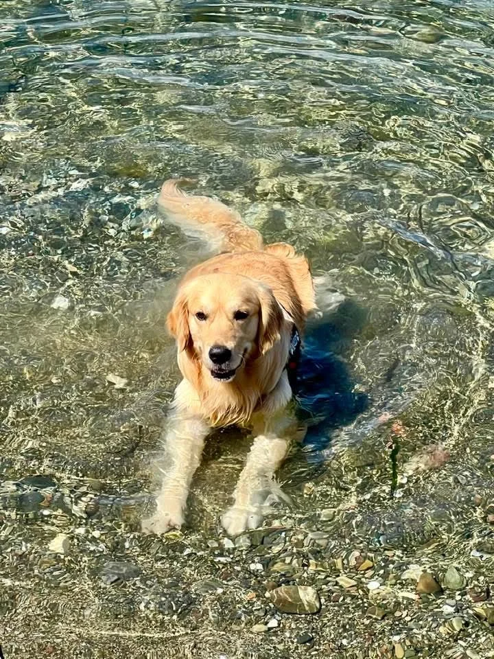 Cani dorato in acqua su ciottoli