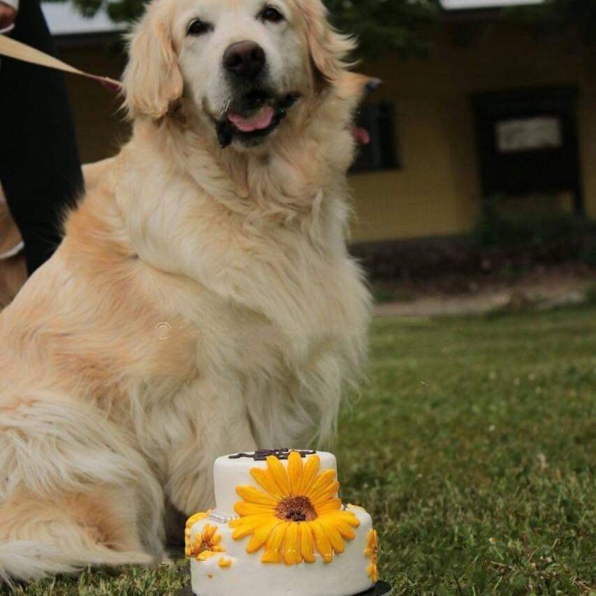 Un cane di razza Golden Retriever su un prato, con un piccolo dolce decorato con margherite gialle davanti a lui.