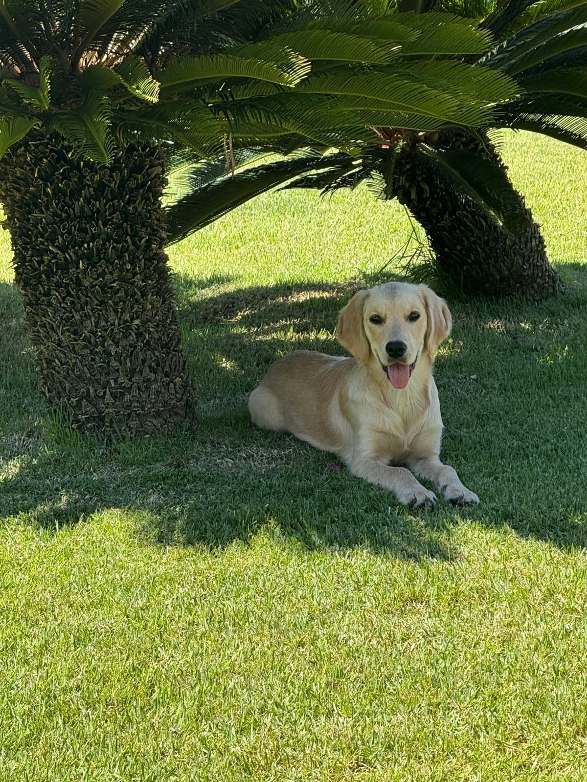 Cane dorato sdraiato sotto un albero di palma, nel giardino