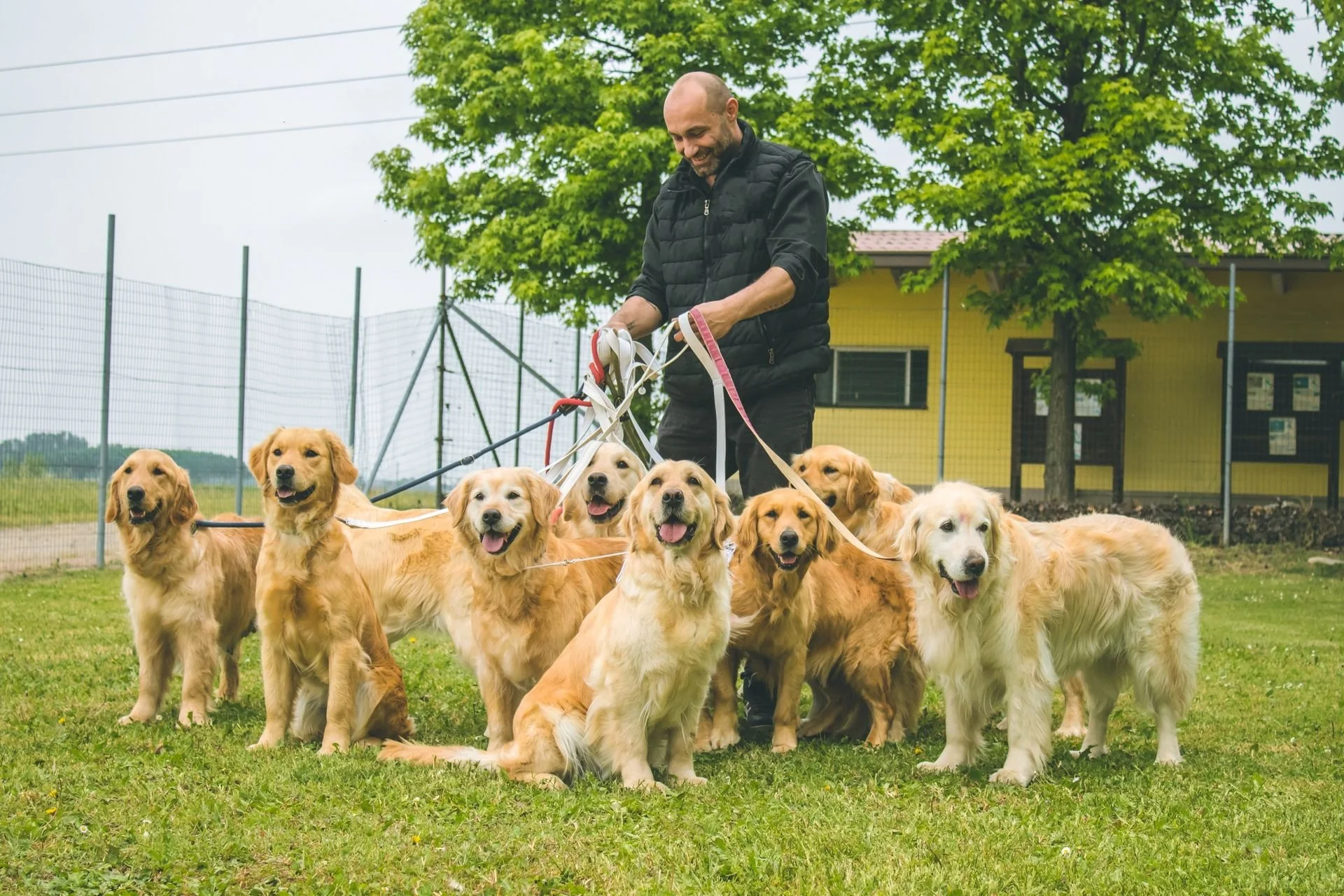 Uomo con cappotto nero e barba che tiene il guinzaglio di un gruppo di cani Golden Retriever in un parco con alberi e edificio giallo sullo sfondo.