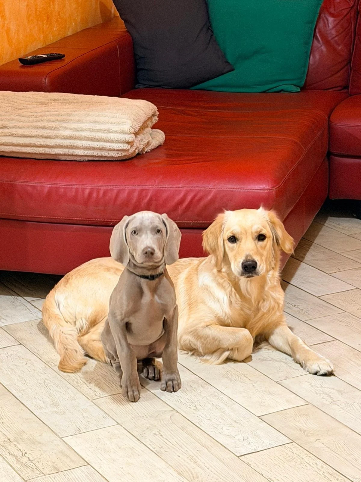 Due cani, uno di colore beige chiaro e l'altro grigio, sono sdraiati sul pavimento in legno chiaro di fronte a un divano rosso in un soggiorno.