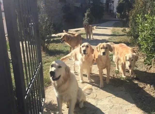 Sette cani Golden Retriever al sole su un sentiero in giardino