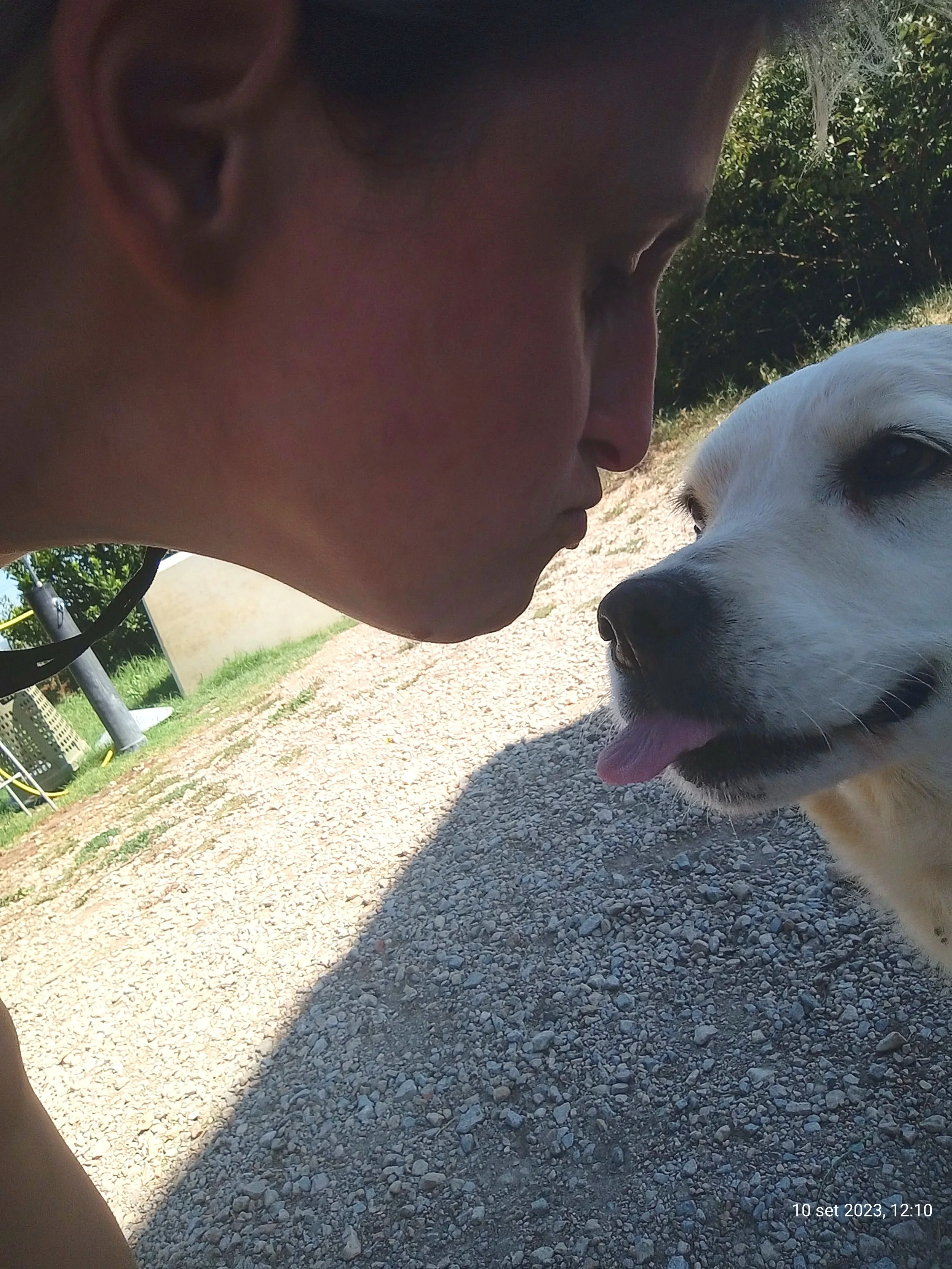 Un bambino con i capelli corti e una camicia blu si trova all'aperto sotto il sole, in compagnia di un cane bianco con orecchie nere, lungo il percorso di ghiaia.
