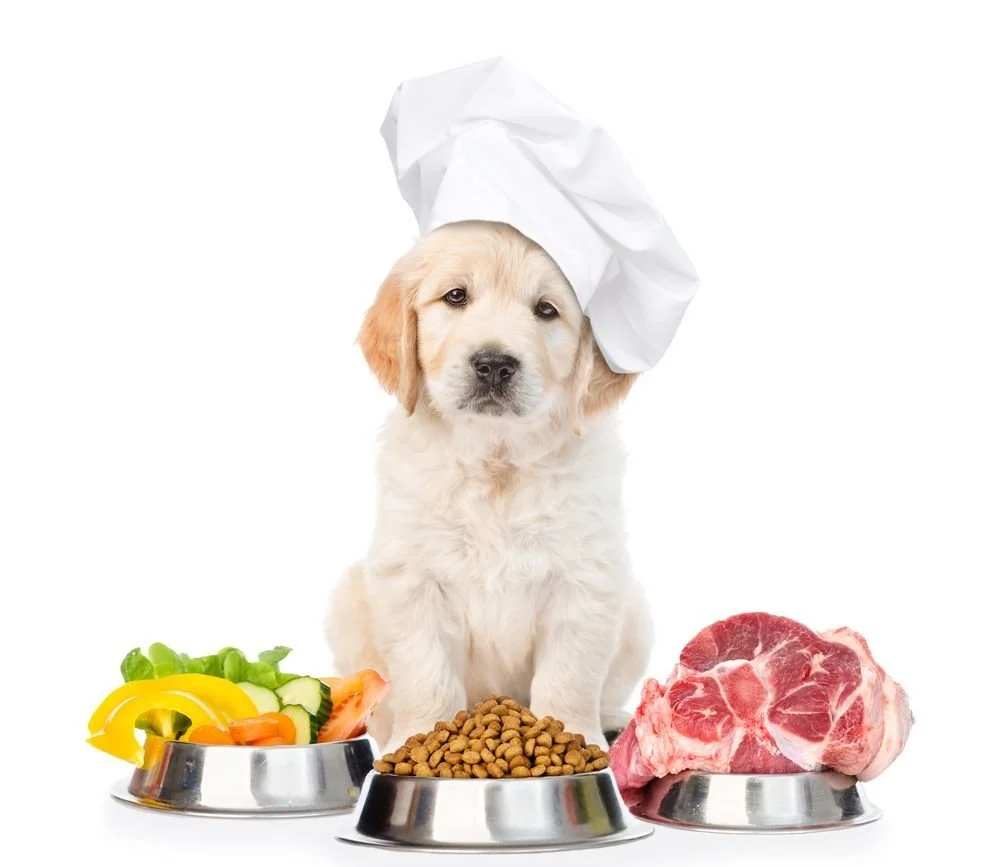 Allergie alimentari nel cane: cause e cure