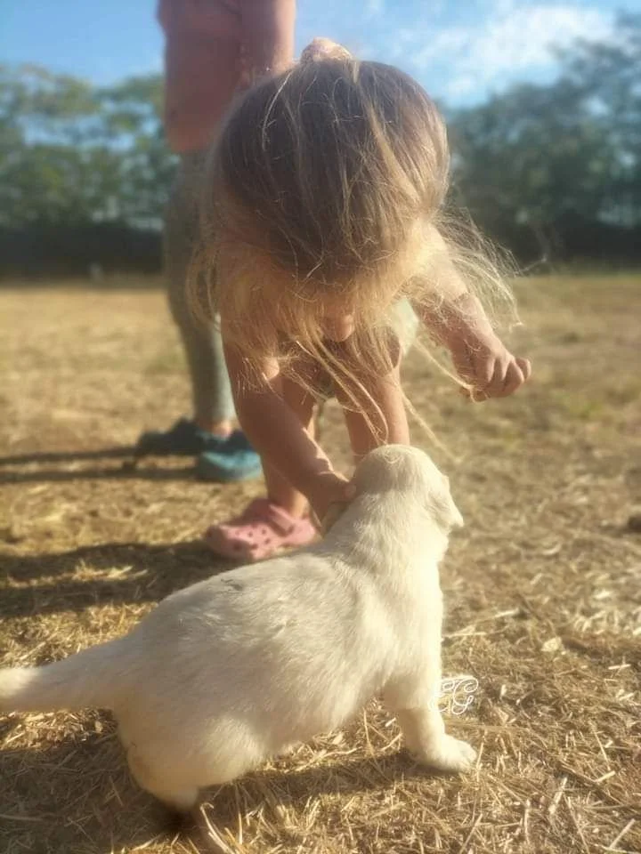 Prova di temperamento del cucciolo