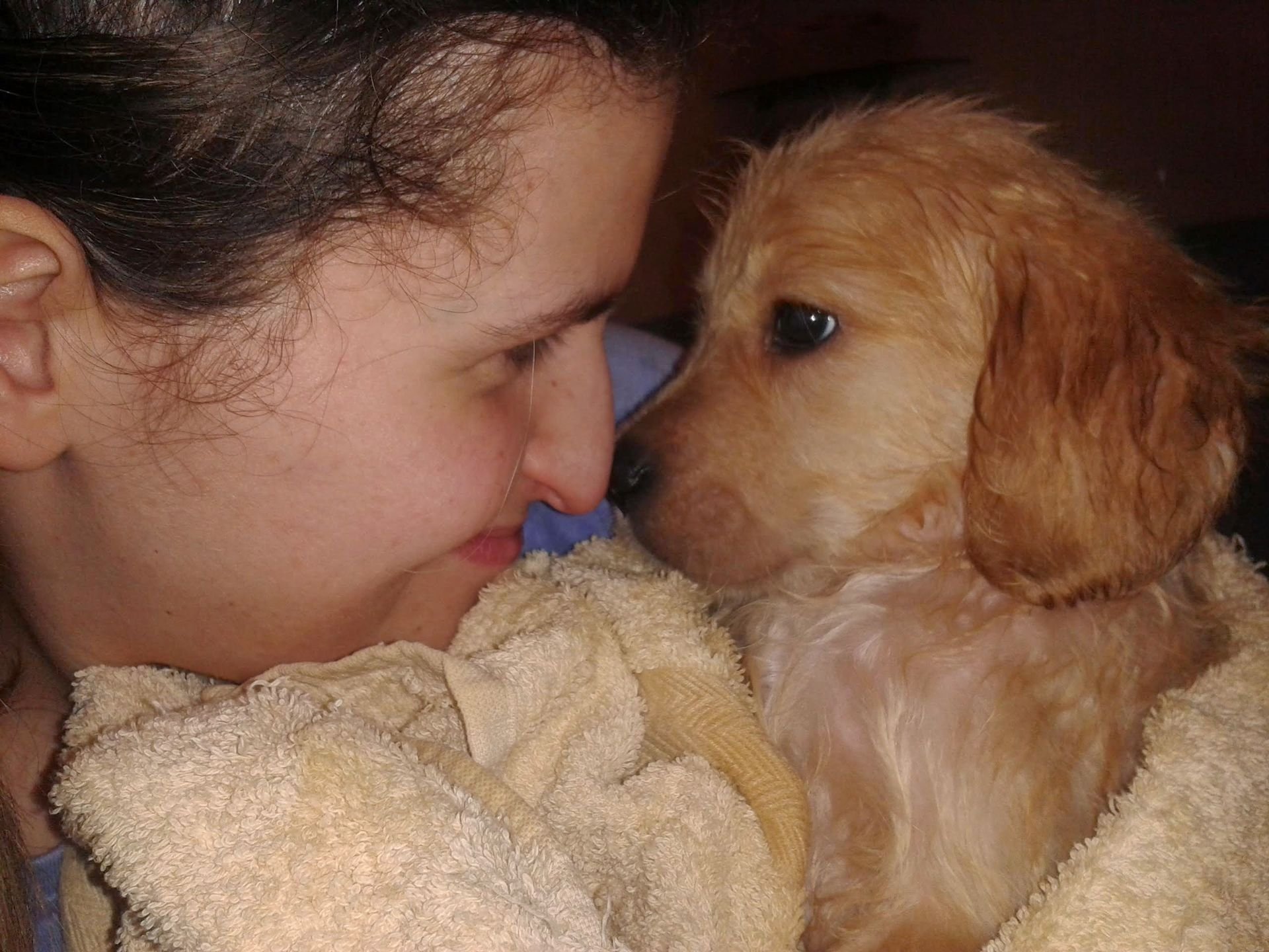 Toelettatura del Golden Retriever