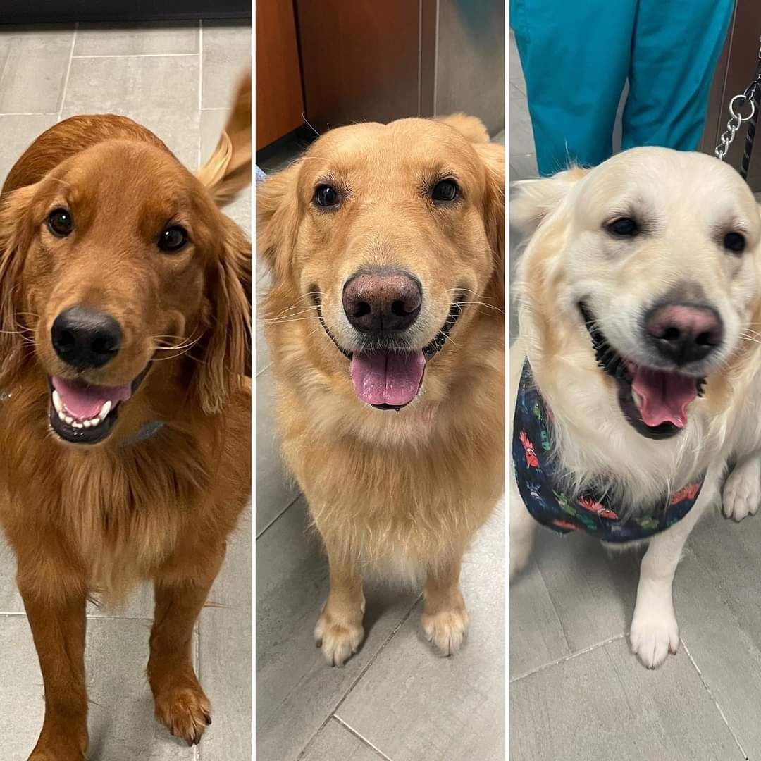 Golden Retriever americano, inglese e colori del mantello