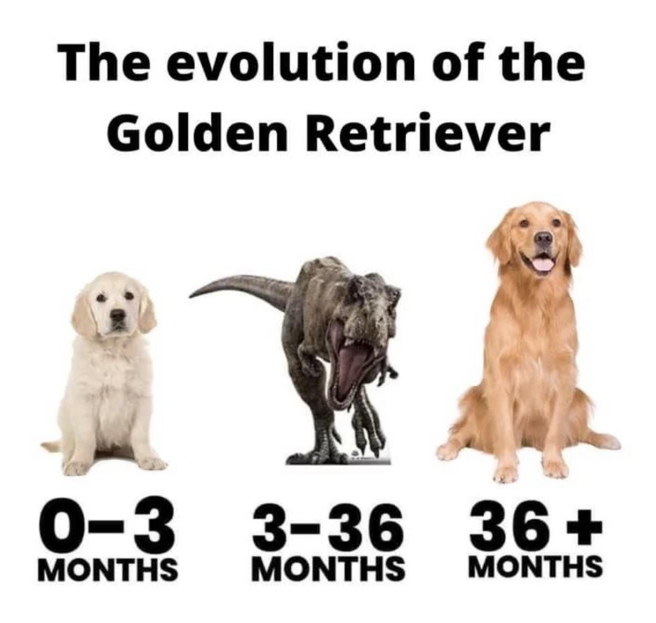 Il Golden Retriever è calmo?