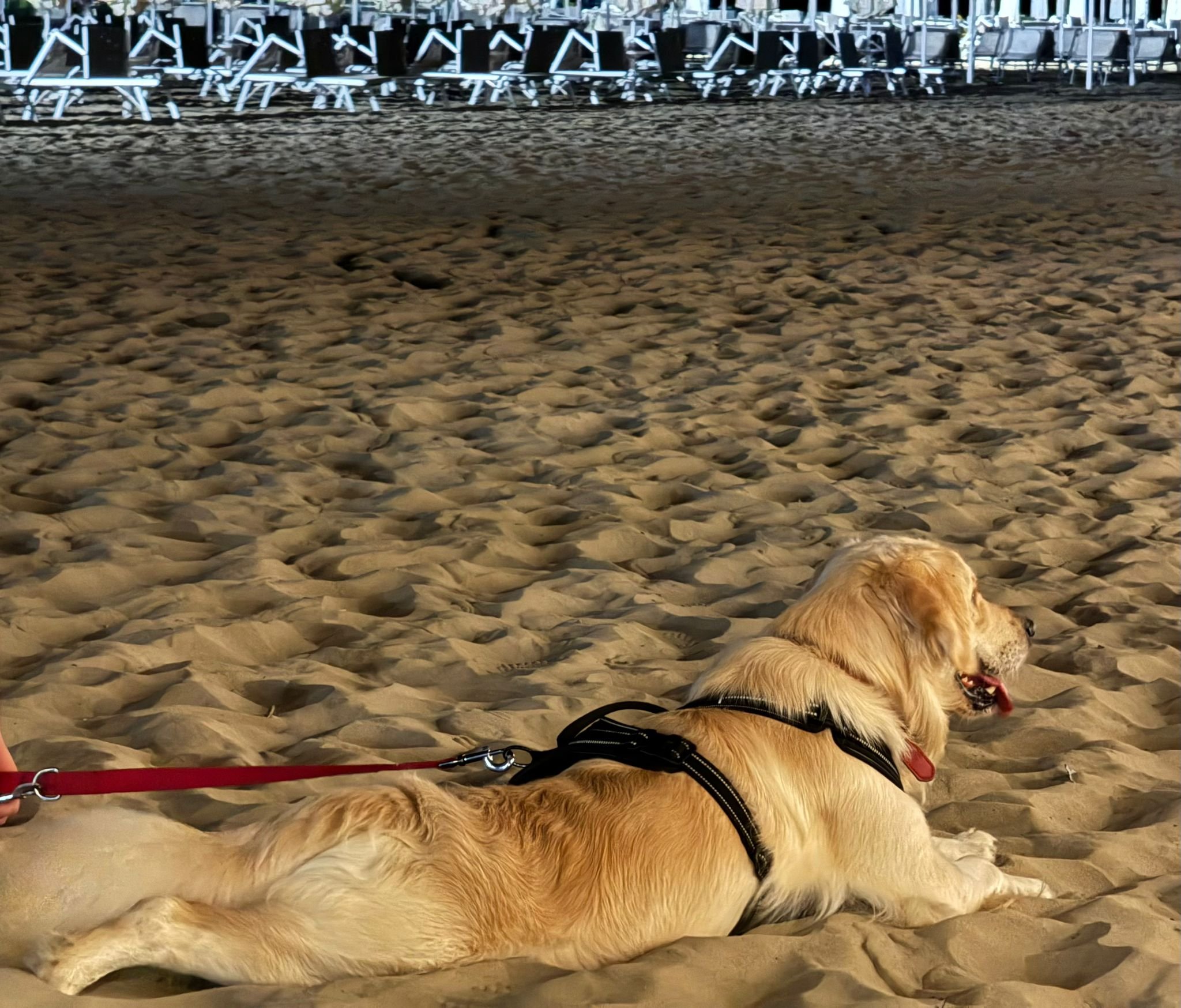 Un cane dorato sdraiato su una spiaggia di sabbia, con una pettorina rossa e un guinzaglio rosso, mentre guarda lontano.