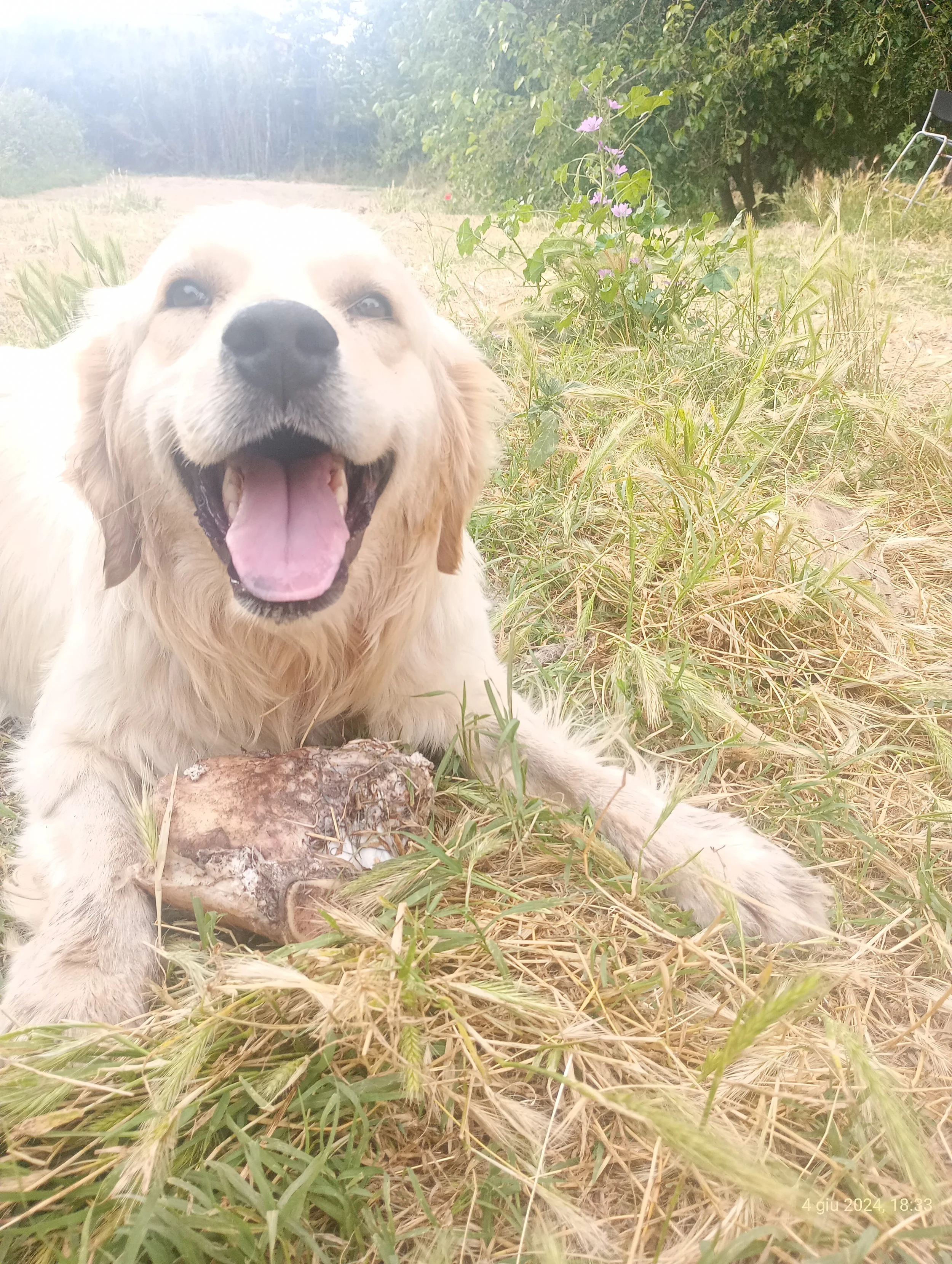 Cane di razza retriever a terra in un prato tra erba e piante, sorridente e con la bocca aperta.