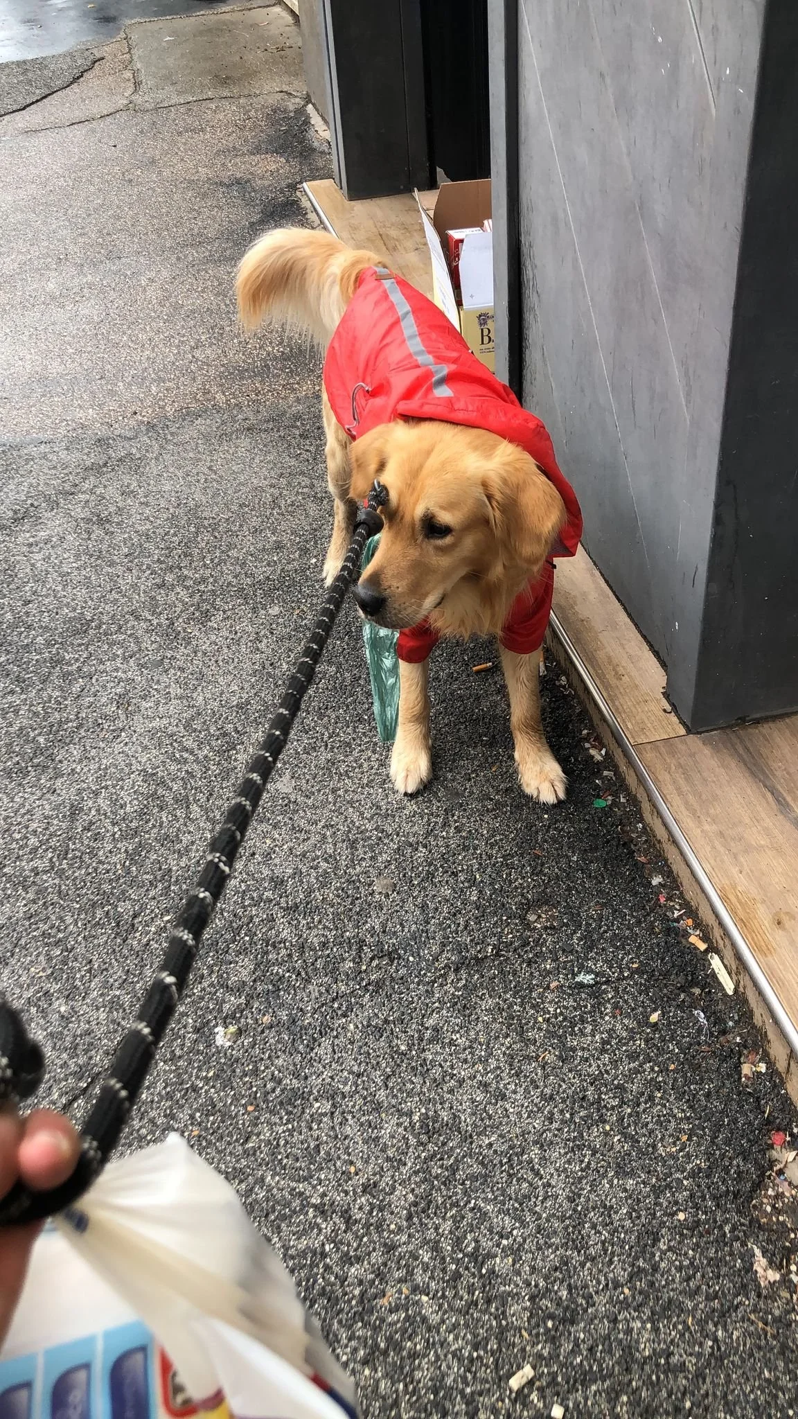 Un cane con un cappotto rosso, visto dalla prospettiva di una persona che tiene il guinzaglio. Il cane si trova vicino a una parete di un edificio, all'aperto, su un marciapiede.