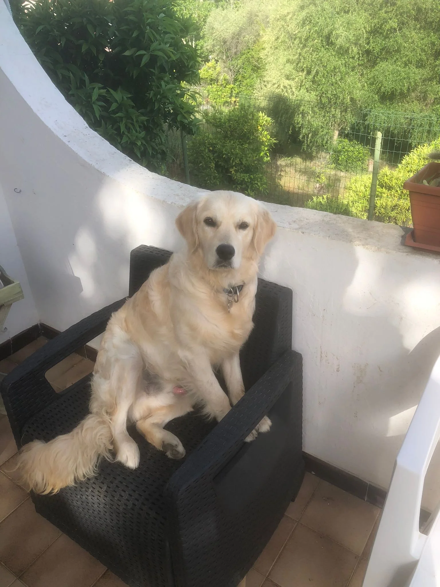 Un cane dorato chiacchiera con un altro cane dorato seduto su una sedia di plastica nera, con uno sfondo di alberi verdi e un recinto."