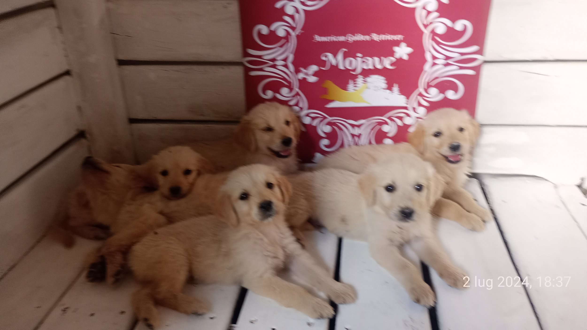 Sette cuccioli di cane di colore dorato distesi su un pavimento bianco-nero con uno sfondo di legno e una scatola rossa con decorazioni bianche e il testo 'Mojave'.
