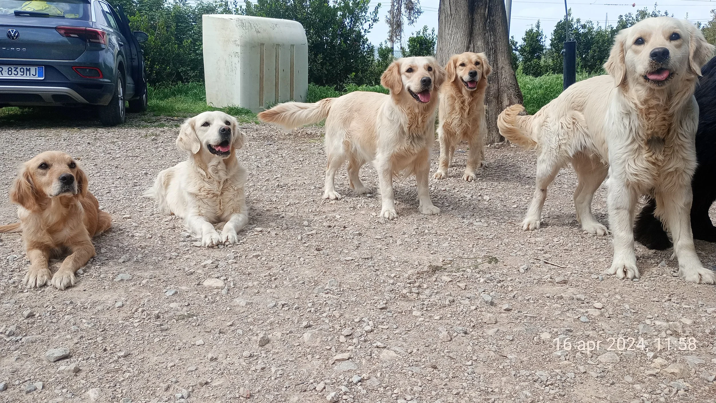 Sette cani di varie razze e dimensioni seduti e in piedi su un sentiero di ghiaia in un'area all'aperto con alberi e un'auto parcheggiata sullo sfondo.