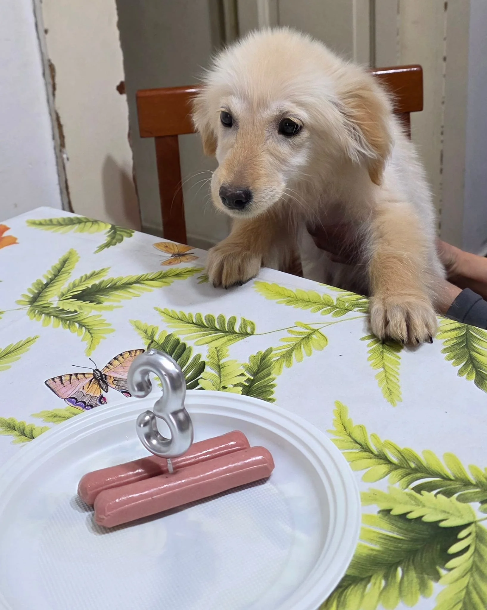 Un cucciolo di cane seduto davanti a una tavola con una tovaglia con motivo di foglie verdi e farfalle, accanto a un piatto con salsicce e ca Per quanto riguarda la descrizione dell'immagine, si vede un cucciolo di cane di colore beige che si trova s
