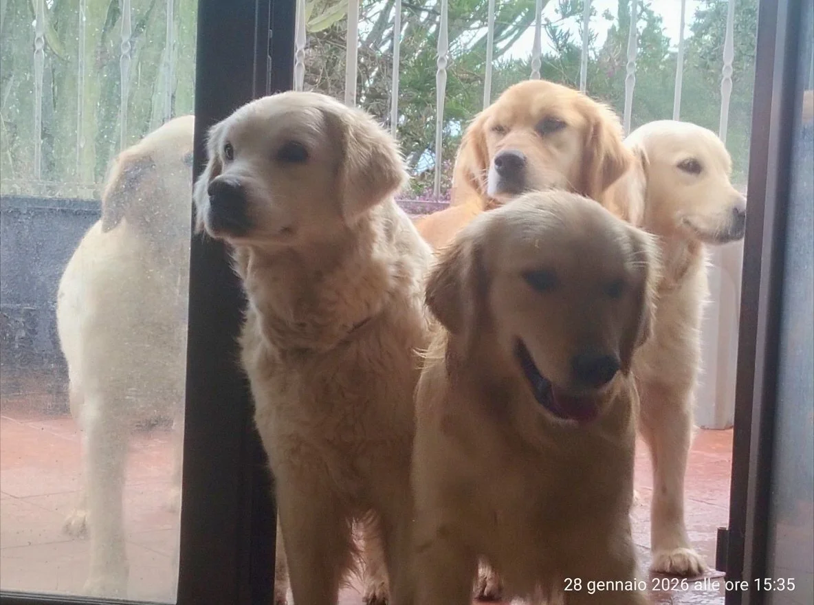 Cinque cani Golden Retriever e Labrador dietro una porta di vetro, alcuni seduti e altri che guardano fuori, con data e ora in basso a destra.