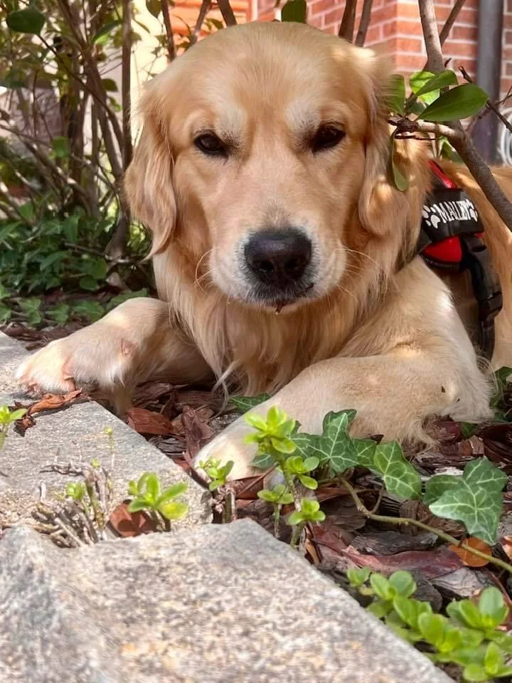 Cane di raza Golden Retriever sdraiato tra foglie e piante, con un cappotto rosso e nero, vicino a una parete di mattoni.