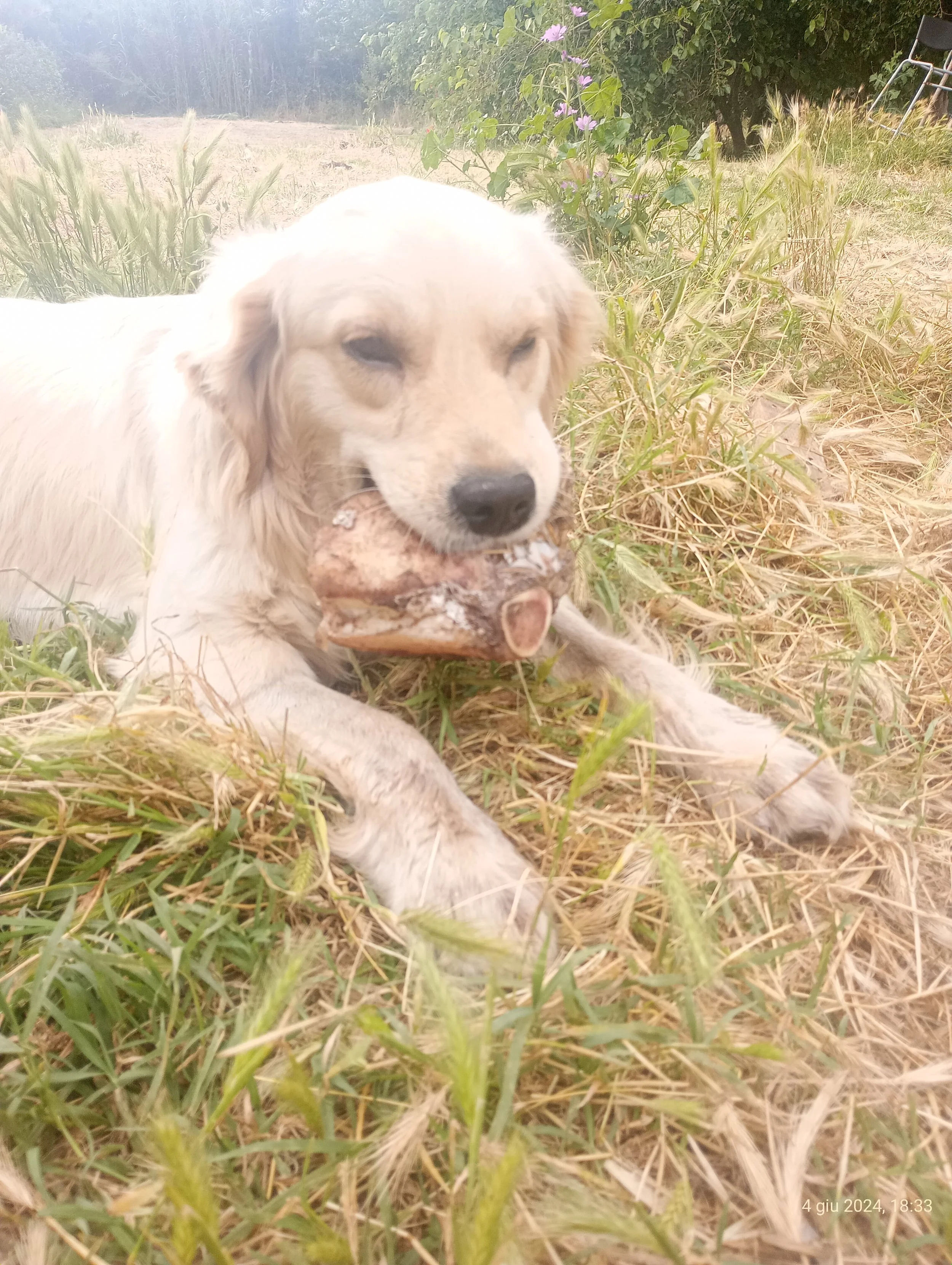 Cagnolino bianco e crema che tiene un bastone tra i denti, sdraiato su erba e sterpaglie in un'area aperta con cespugli e alberi sullo sfondo.