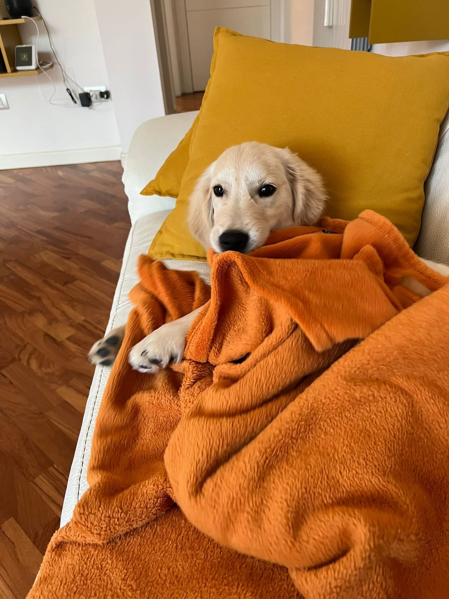 Cane dorato sdraiato su un divano con cuscini gialli, avvolto in una coperta arancione.