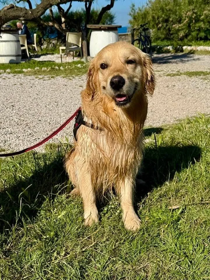 Cane dorato con orecchie lunghe, uno con una zampa sollevata e una faccia espressiva, seduto su erba in un'area aperta con alberi e un tavolino sullo sfondo