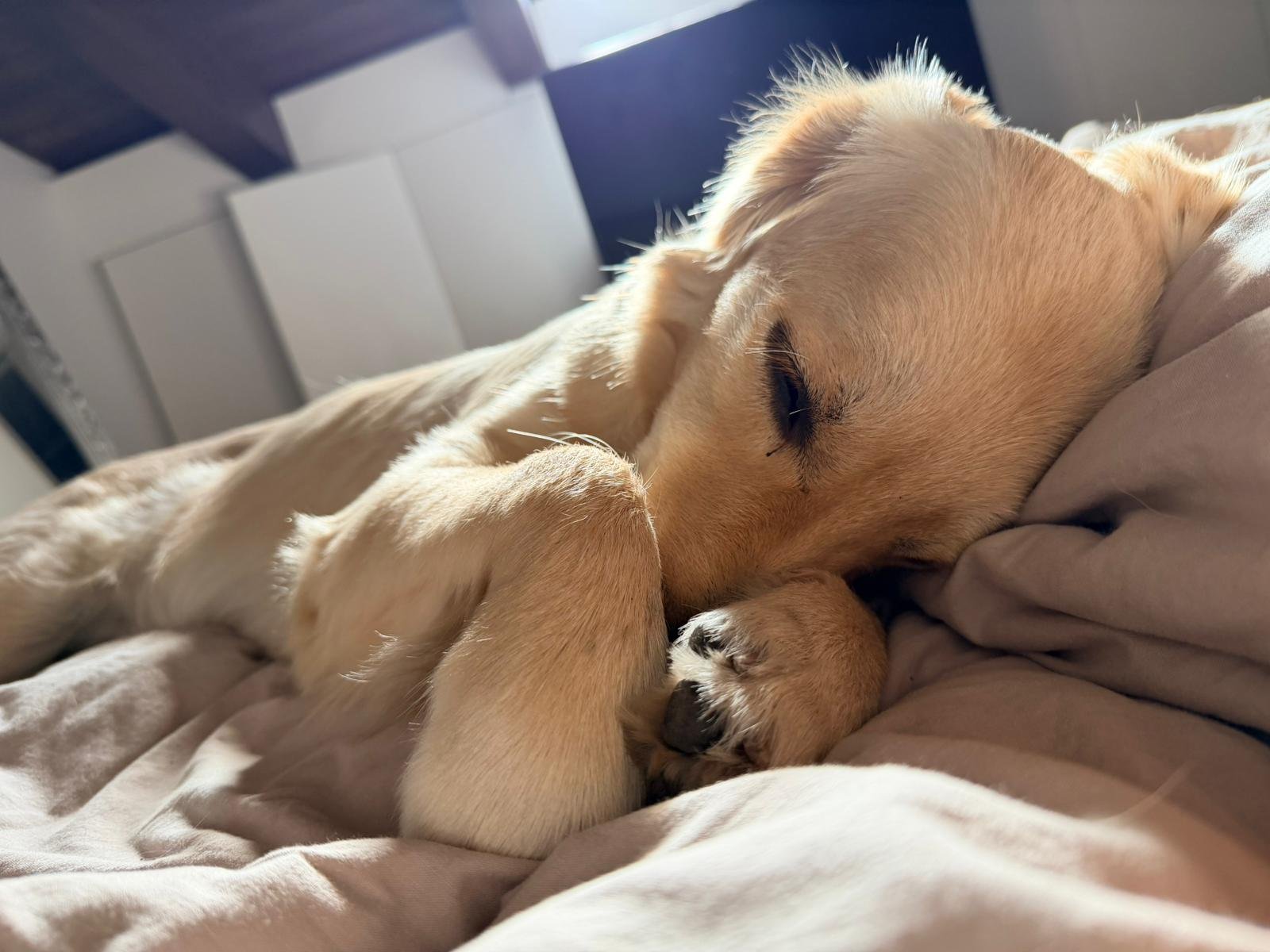 Cane giallo che dorme tranquillamente su un letto, avvolto in coperte di tessuto chiaro.